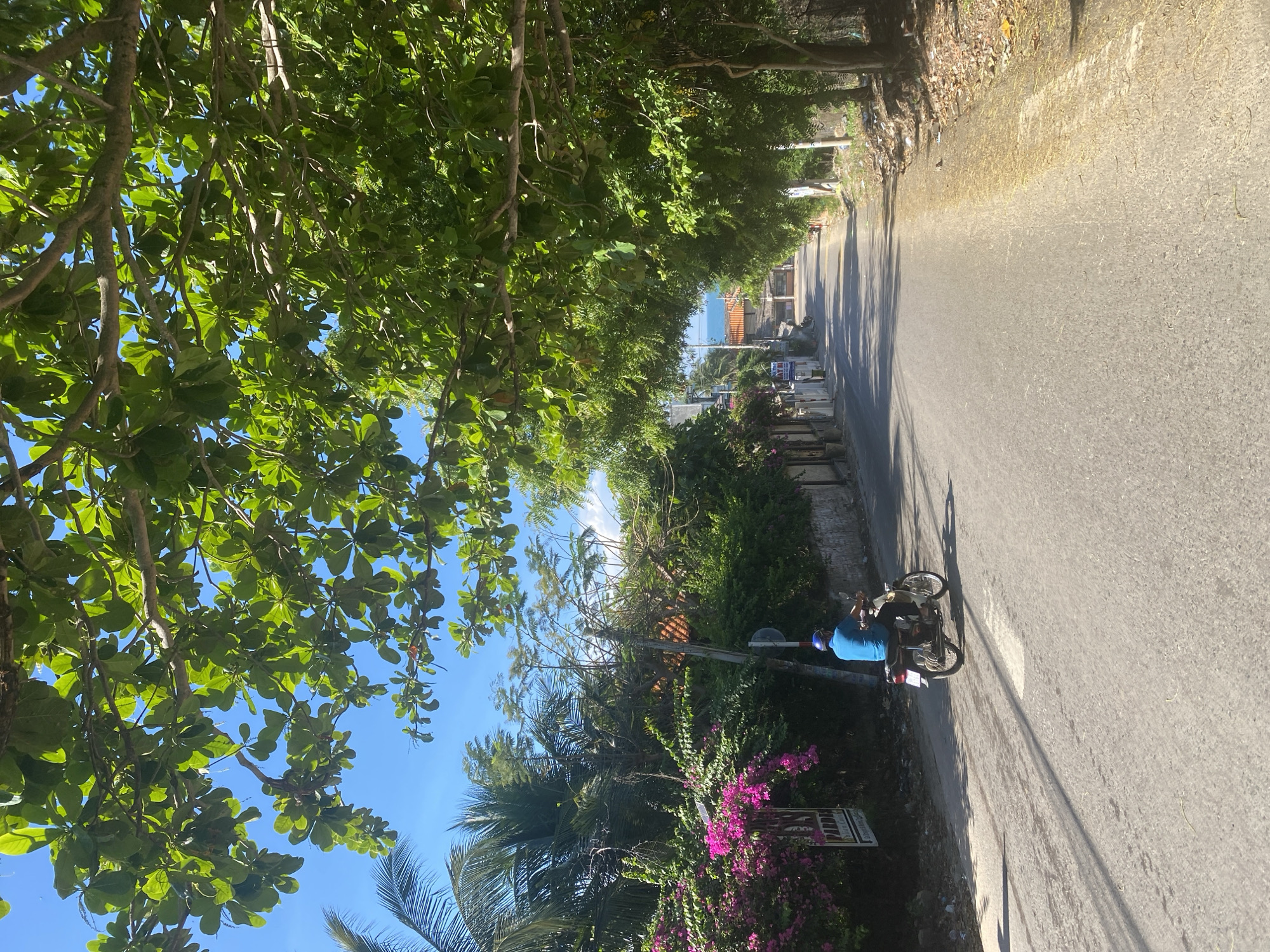 In Mũi Né, Vietnam, a person wearing a blue shirt and helmet rides a motorcycle down a paved road lined with trees and vegetation. The trees have lush green leaves and some branches extend over the road, creating a canopy. On the left side of the road, there are houses, a wall, and vibrant pink bougainvillea flowers. A sign is visible on the left, displaying text that appears to be in English. Palm trees are also present in the background. The sky is clear and blue. The road curves gently into the distance, where buildings and the ocean are visible. The ground beside the road is covered with dirt, leaves, and some debris. The lighting suggests it is daytime, with shadows cast on the road from the trees.