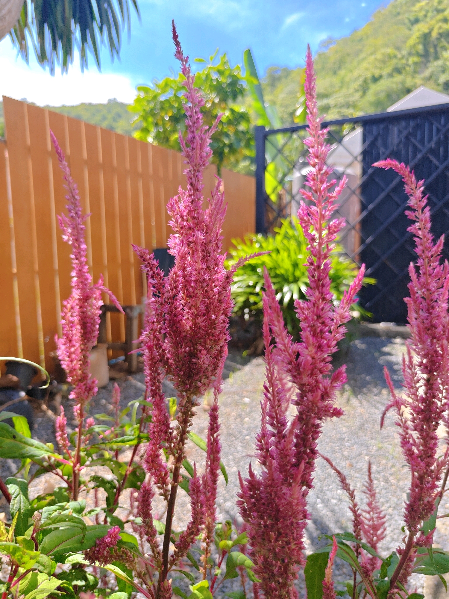 The image depicts a close-up view of several vibrant pink, feathery flowers, likely Celosia or Amaranthus species, in an outdoor setting. The flowers are the main focus, with their tall, upright plumes of tiny florets in shades of magenta and fuchsia. They are surrounded by green foliage, some of which also shows reddish stems.
In the background, a light brown wooden fence is visible, running horizontally across the frame. Behind the fence, a black metal gate with a diamond pattern is present, and further back, lush green vegetation and trees are seen, suggesting a natural or garden environment. In the far distance, a hillside covered in trees is visible under a bright blue sky with some scattered white clouds. The ground appears to be covered with gravel or small stones. The overall lighting suggests a sunny day. While the image captures an outdoor scene, there is no indication of it being specifically located in Khao Yai, Thailand.