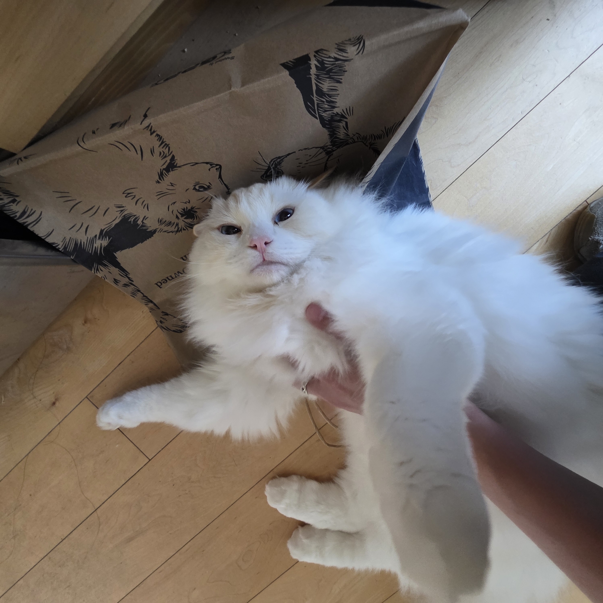 A long-haired, fluffy white cat is lying on its back on a light-colored wooden floor. The cat is looking up at the camera with its blue eyes. Its front paws are extended upwards, and a human hand is visible holding one of them. To the right of the cat, a brown cardboard box with a black illustration of an animal is propped up. The background shows wooden floorboards and a glimpse of what appears to be wooden furniture. The overall scene is indoors, in a domestic setting. The image does not contain information about the location in Portland, United States of America.