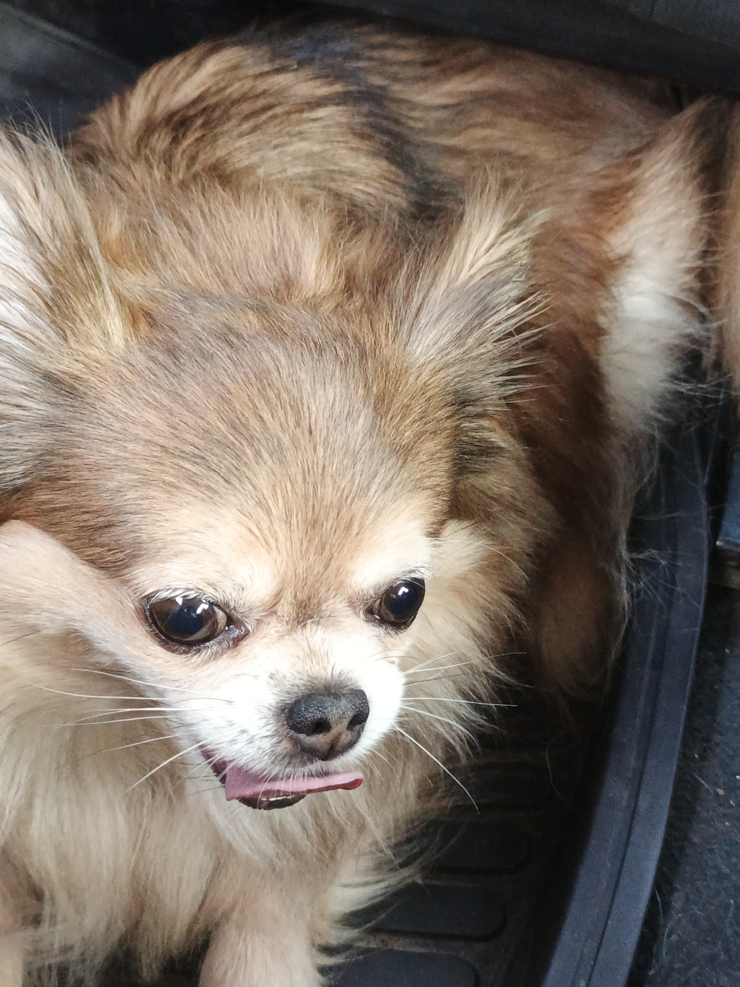 The image shows a close-up of a long-haired chihuahua dog, primarily its face and upper body, with its tongue slightly out. The dog has light brown and darker brown fur, with prominent dark eyes and a black nose. The background is dark and appears to be the interior of a vehicle, with a black rubber edge visible on the right side. The lighting suggests an indoor or shaded environment. There is no indication of the location in Medvedyovka, Russia.