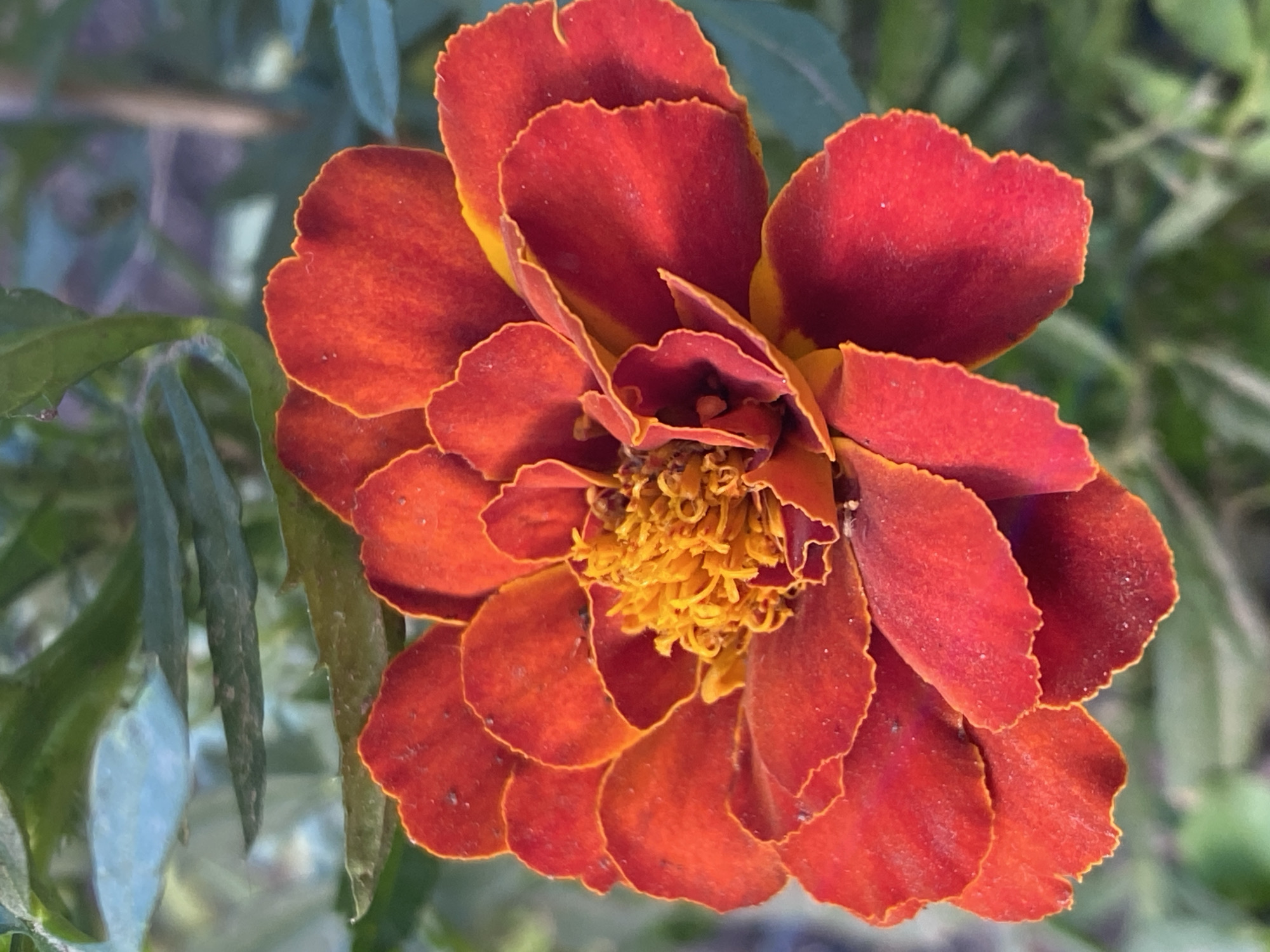A close-up, vertical shot focuses on the center of a vibrant marigold flower. The petals are a rich blend of deep red and orange, with some appearing almost crimson. The edges of the petals are subtly serrated and outlined in a lighter yellow-orange hue. At the heart of the flower, a cluster of golden-yellow stamens is tightly packed. The background is softly blurred, revealing hints of green foliage and possibly other plants, suggesting an outdoor setting like a garden. The lighting appears natural, casting subtle shadows that highlight the texture and depth of the flower's petals.