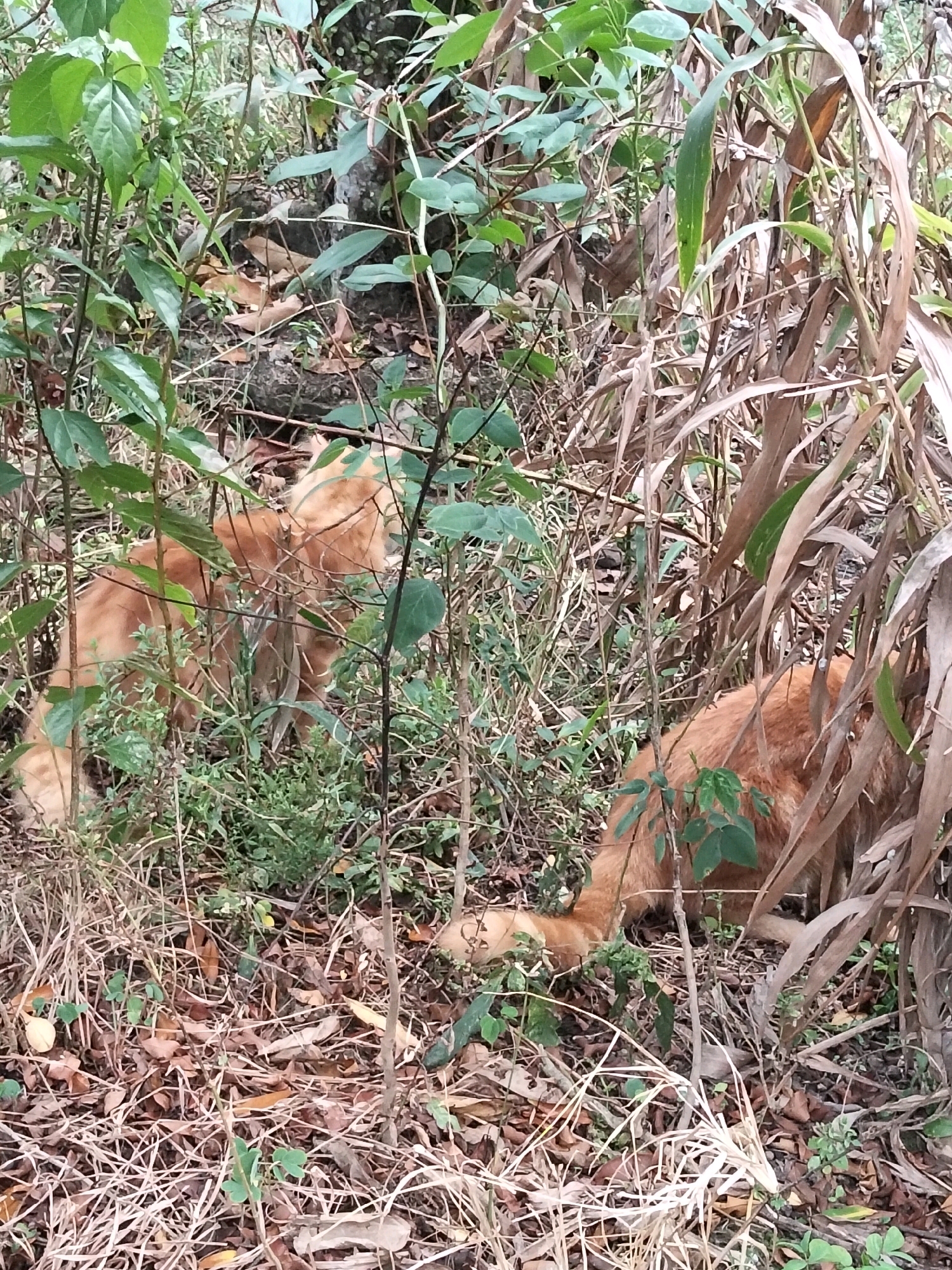 Two ginger cats are partially visible among dense vegetation in what appears to be a natural or overgrown area. The cat on the left is facing away from the camera, with its body visible. The cat on the right is facing away from the camera, with only its hindquarters and tail showing. The environment is characterized by dry leaves on the ground, tall grasses, and various green plants and branches. The scene is likely located in Arang Limbung, Indonesia, given the provided context.