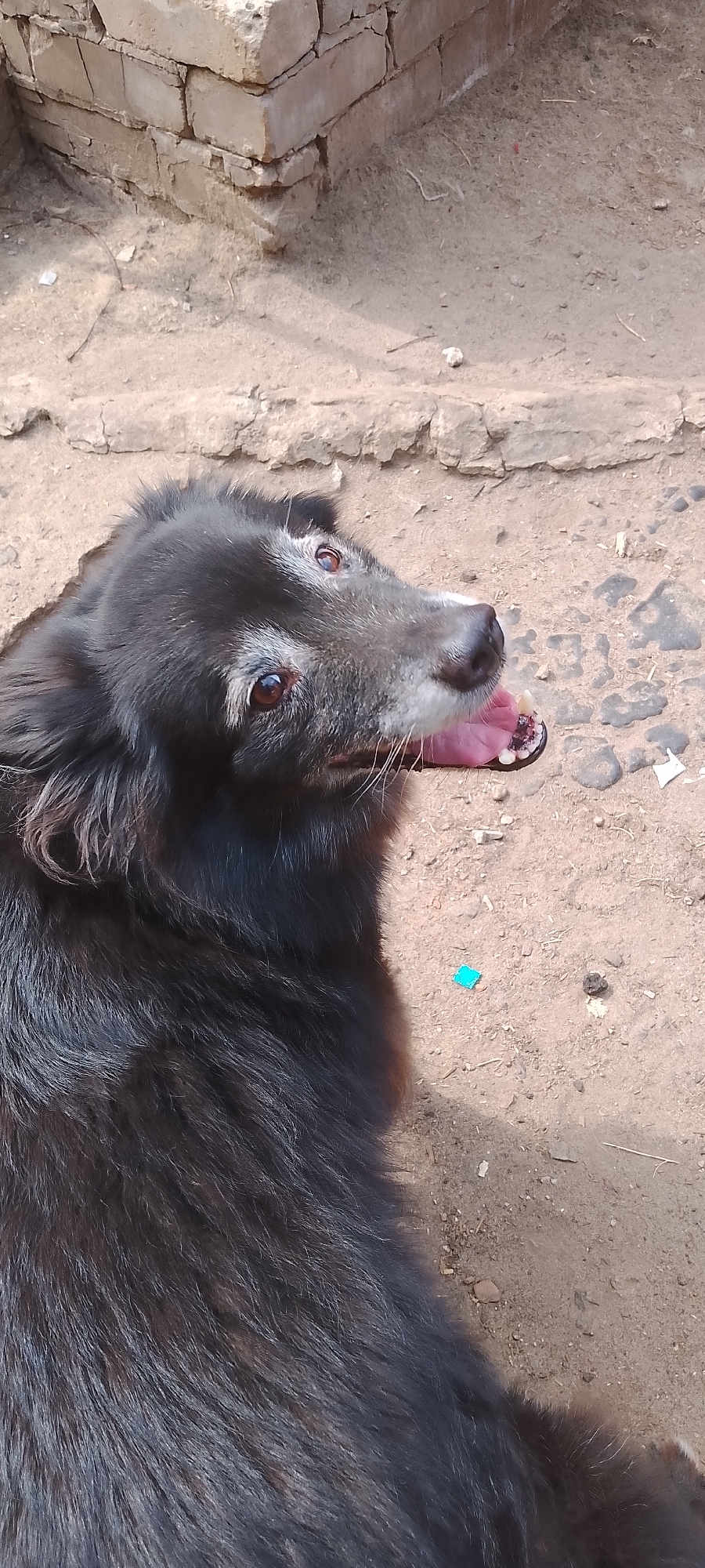 A black, long-haired dog is lying on the ground outdoors, looking up and to the right with its tongue hanging out. The dog's muzzle has graying fur around the eyes and nose. The ground is composed of dirt and small stones. In the background, a rough brick wall is visible. A small, bright blue square object is on the ground to the right of the dog. The scene appears to be in an outdoor, possibly urban, environment.