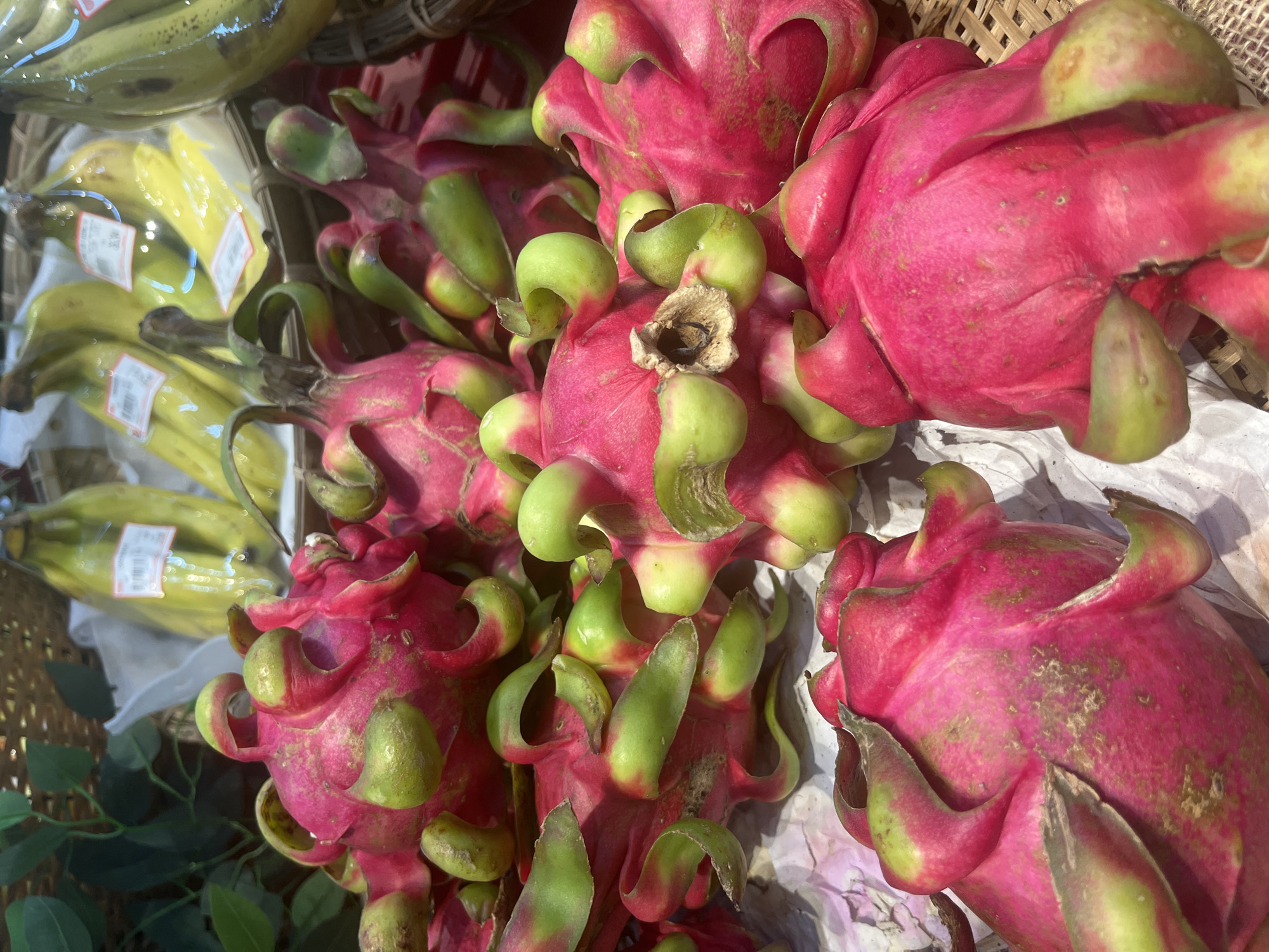 A close-up, overhead shot shows a pile of vibrantly colored dragon fruits in the foreground. These fruits are characterized by their bright pink skin, accented with green, leaf-like scales that curl upwards. Some of the scales appear to be browning or drying at the tips. The fruits are arranged in a woven basket, with a layer of white paper or tissue underneath some of them. In the background, out of focus, are bunches of yellow bananas, some of which are wrapped in plastic and have price tags. Green leaves are also visible in the upper left corner. The lighting suggests an indoor setting, possibly a market stall or grocery store display.