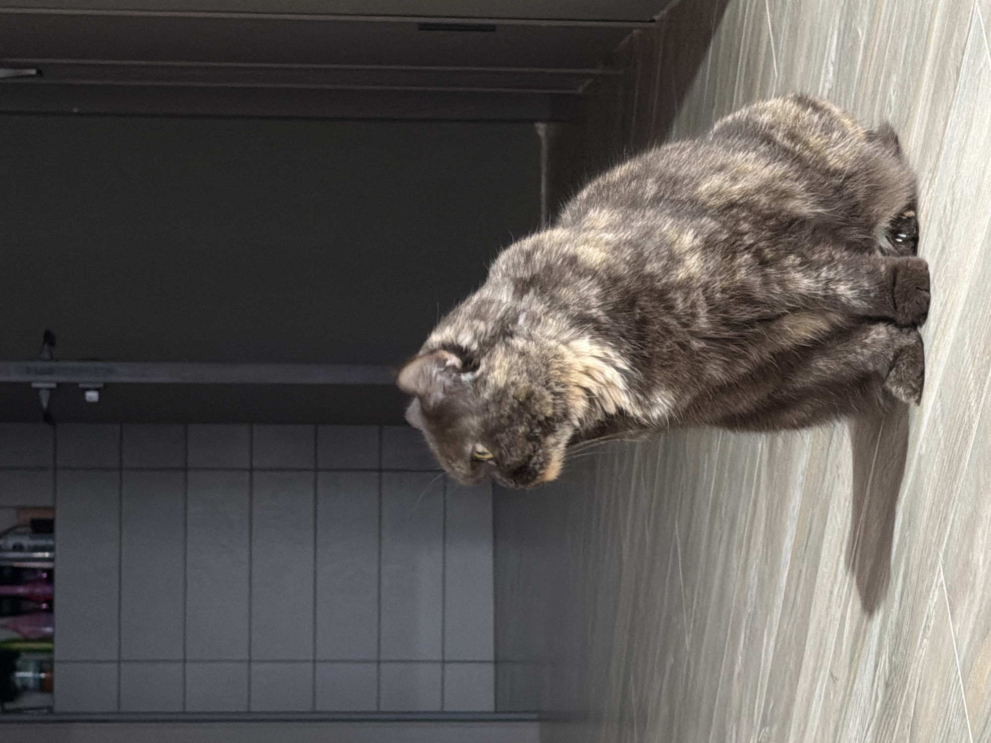 A gray tabby cat is lying on a light gray, wood-patterned floor in a room. The cat is facing away from the camera, with its head and front paws visible. Its tail is visible in the lower right corner of the image. To the left of the cat is a gray wall with a tiled section. On the lower-left side of the wall, a shelf containing various items, including bottles and packages, is visible. Above the tiled section is a plain gray wall, and above that, a dark gray surface that may be a cabinet or shelf. The location information, Chaikovsky, Russia, cannot be confirmed from this image.