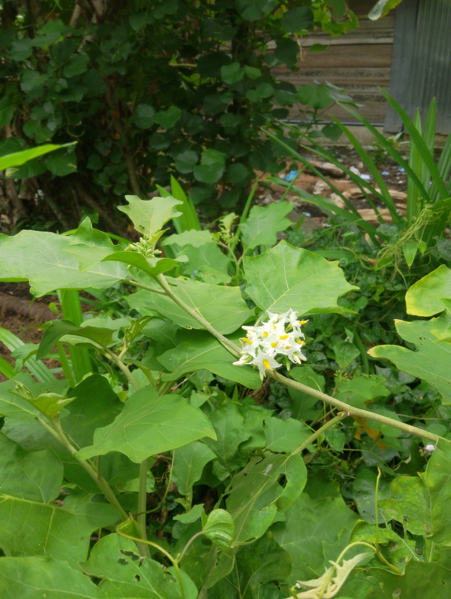 In Reudeupbluek, Indonesia, a close-up view showcases a green plant with large, textured leaves and clusters of small white flowers. The flowers have yellow stamens and are located on a branch that extends across the frame. The background is a blur of green foliage and some wooden structures, suggesting an outdoor setting, possibly a garden or yard. The lighting is soft, indicating it could be daytime.