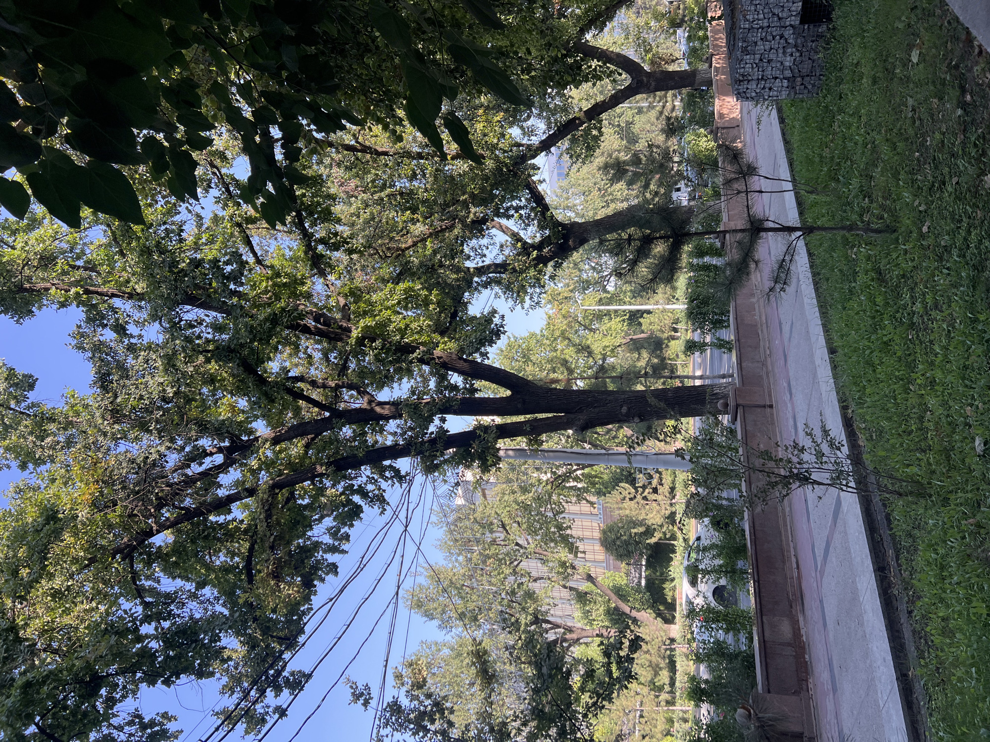 The image shows a tree-lined street scene with a sidewalk, a low stone wall, and a grassy area. Mature trees with dense green foliage dominate the foreground and midground, with their branches creating a canopy that partially obscures the sky. Power lines are visible crisscrossing the upper portion of the image. In the background, a building with a large, windowed facade is visible behind the trees, and a white car is seen driving on the street. The sidewalk appears to be made of concrete and paving stones. A small, young pine tree stands in the grassy area to the right of the sidewalk. A decorative stone structure, possibly a planter or bench, is situated near the sidewalk's edge. The scene is bathed in natural sunlight, suggesting daytime.