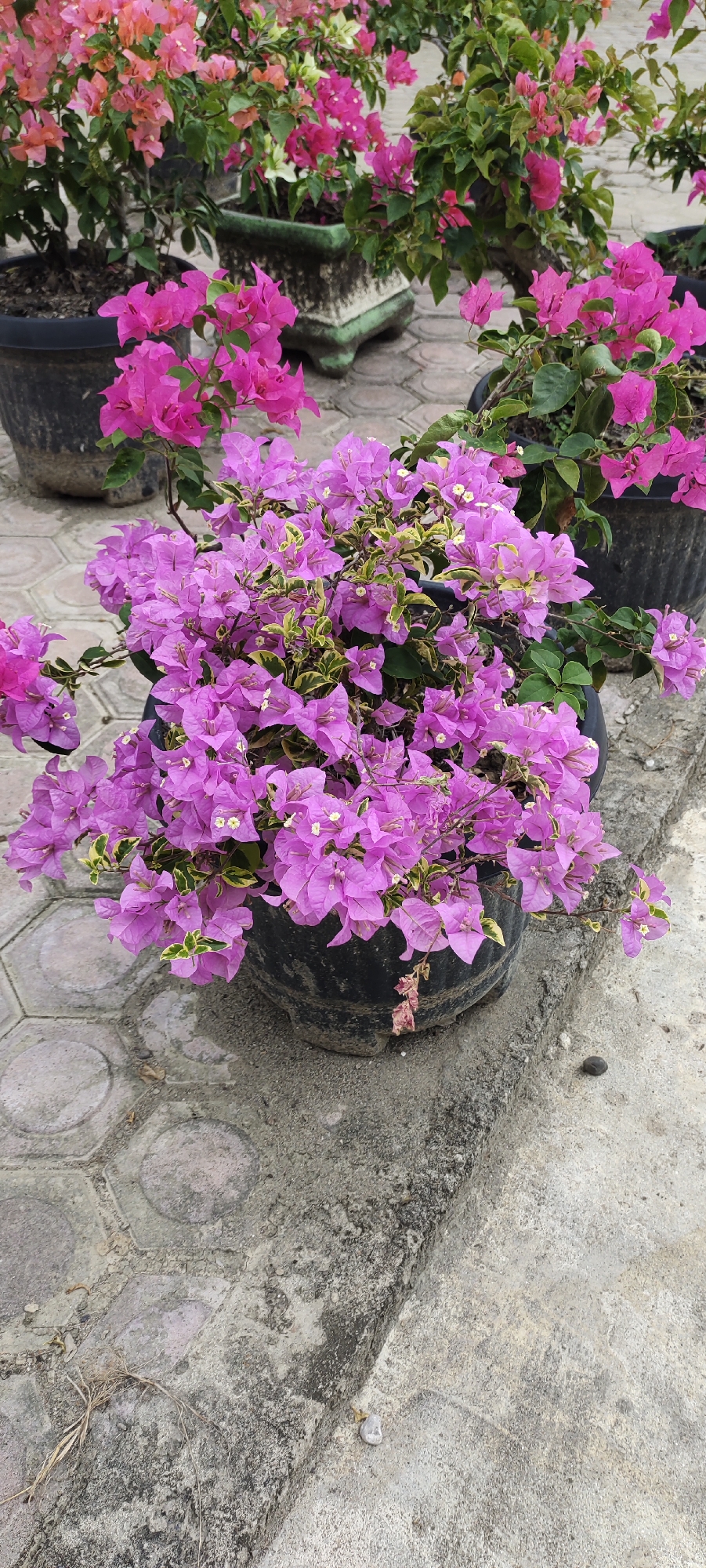 The image shows a close-up view of several potted bougainvillea plants. The main focus is on a large black pot in the foreground filled with vibrant purple bougainvillea flowers and green leaves with yellow variegation. To the left and in the background, other bougainvillea plants with pink and orange-pink flowers are visible in black and green-toned pots. The plants are situated outdoors on a paved surface made of interlocking hexagonal and circular concrete tiles, with a rough, gray concrete border to the right. The environment appears to be a garden or outdoor area in a city, consistent with locations like Langnibong, Indonesia, where such plants are common. There are no people or specific actions depicted in the image. The lighting suggests it is daytime.