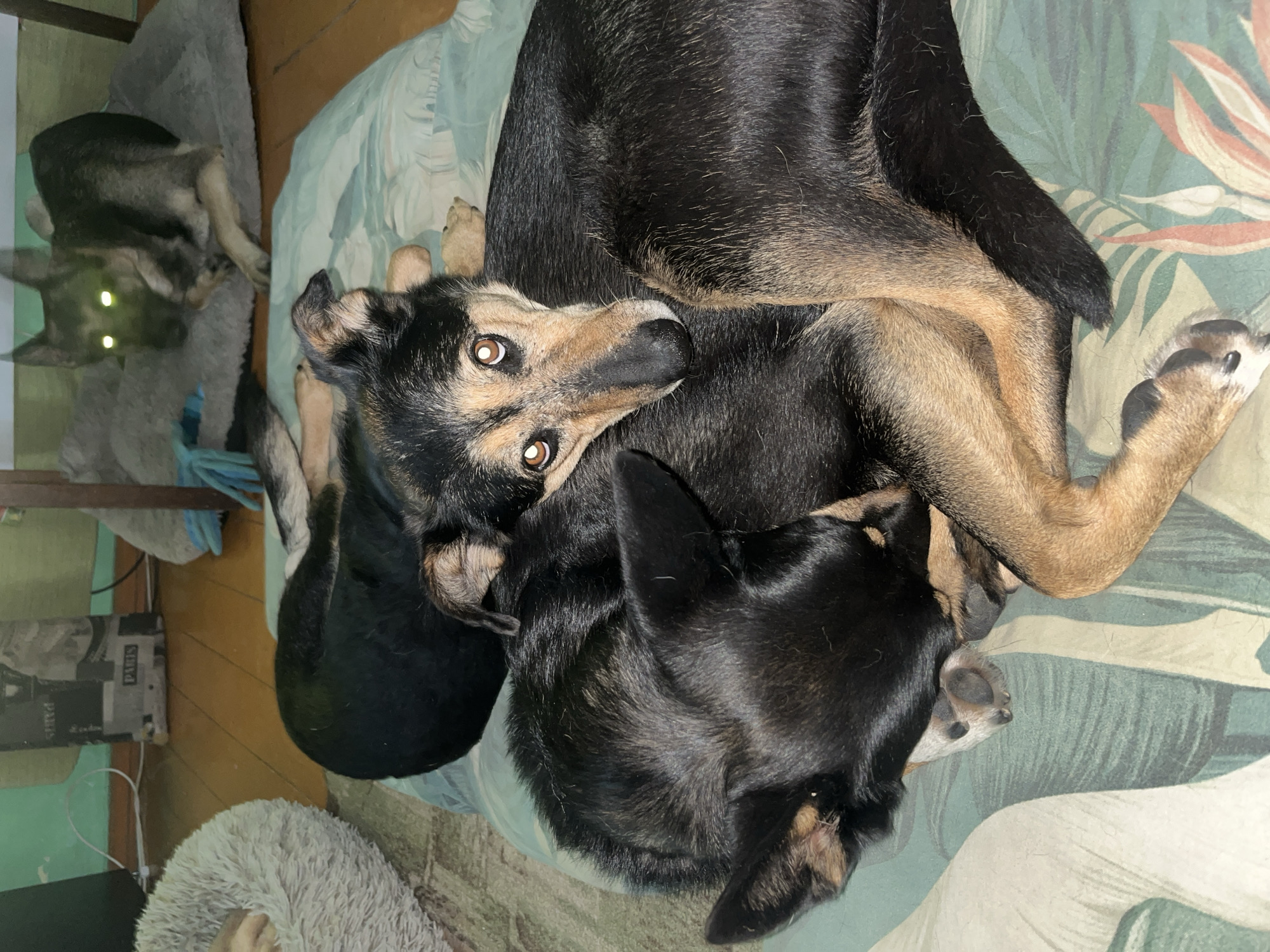 This is an indoor, eye-level, medium shot photograph of two dogs resting together. The dog in the foreground is lying down with its head resting on the back of the other dog. Its eyes are open and looking directly at the camera. The second dog is also lying down and curled up. In the background, a third dog is lying on a gray pet bed with its eyes glowing due to the flash. The dogs are on a patterned bedspread. The background shows a wooden floor and some indistinct objects. The location of this scene in Nizhny Tagil, Russia, cannot be determined from the image.