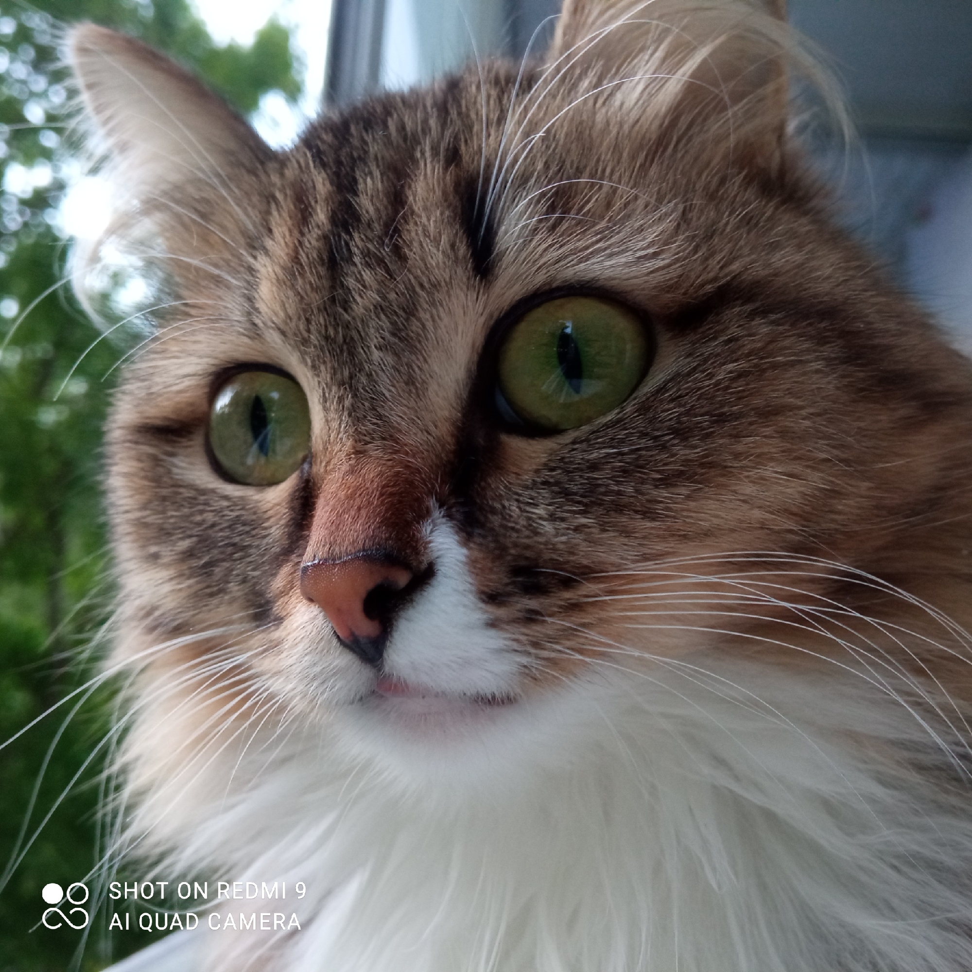A close-up photograph captures a cat's face. The cat has brown and white fur, green eyes, and a pink nose. A small portion of pink tongue is visible. Long white whiskers protrude from its face. The background shows blurred green foliage. At the bottom left corner of the image, text is present: "SHOT ON REDMI 9 AI QUAD CAMERA." The image was likely taken near foliage, possibly in Chaikovsky, Russia, given the request.