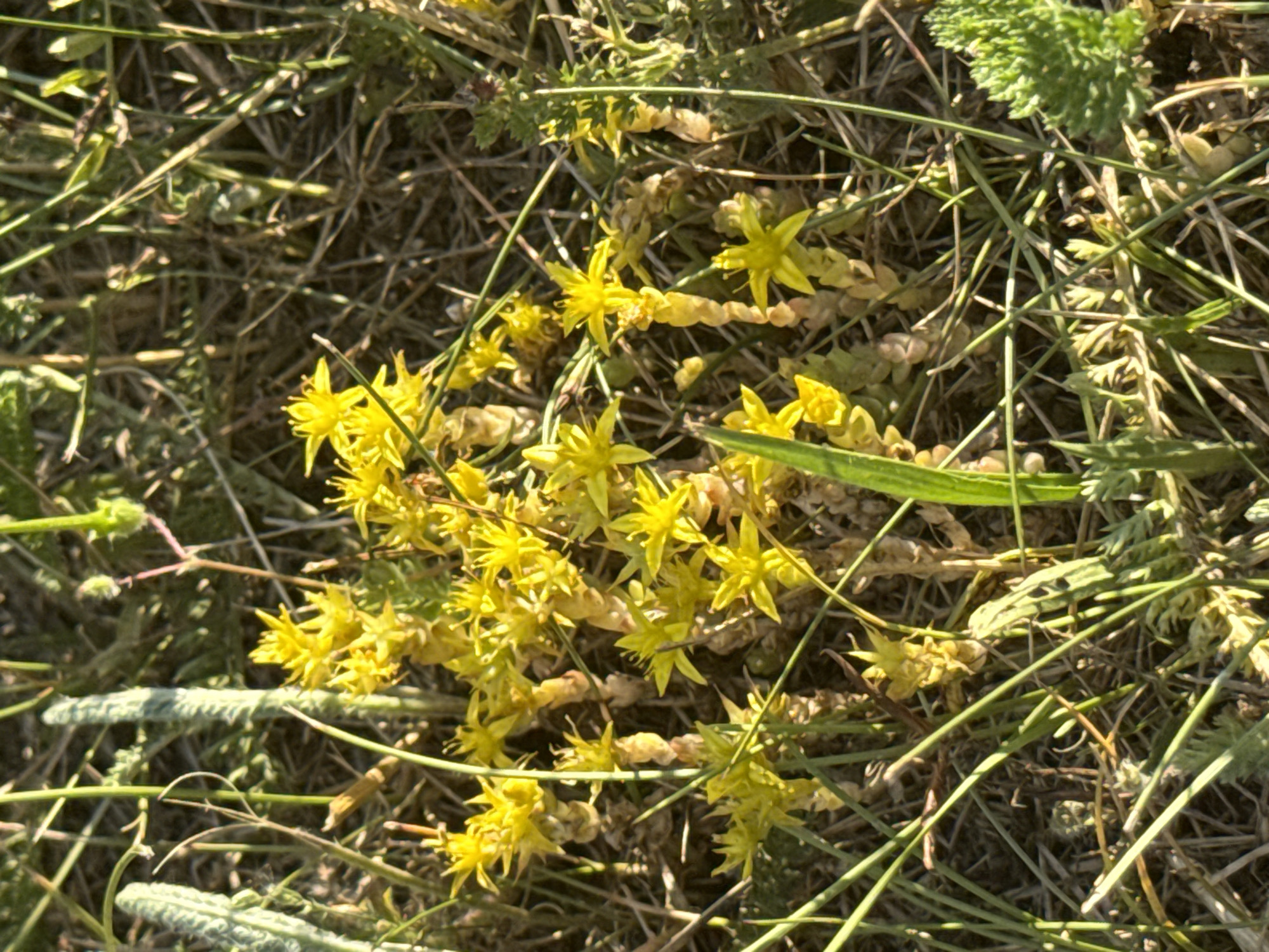 A cluster of small, star-shaped yellow flowers, possibly Sedum, are in bloom amidst dry grass and other green vegetation. The flowers have five pointed petals and are growing on thick, fleshy stems. Some of the stems appear woody and dried out, while others are green and appear to be actively growing. The background is a blur of brown and green, suggesting an outdoor natural environment. The lighting suggests it is daytime with sunlight casting shadows. The location is in Unknown, Unknown, City of Unknown.