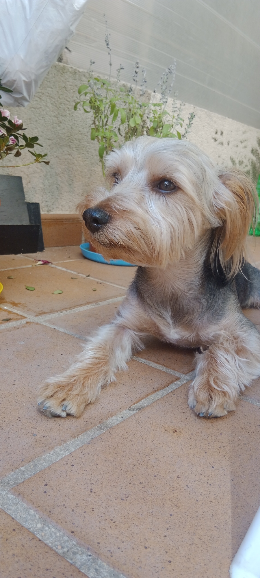 An outdoor, eye-level medium shot shows a Yorkshire Terrier laying on a tiled patio, looking to its left. The dog has light brown and gray fur, with its front left paw outstretched. Behind the dog, a blurred background shows a wall, some greenery, and a blue plastic bowl. The tiled patio is reddish-brown with gray grout. The location is identified as Galapagar, Spain.