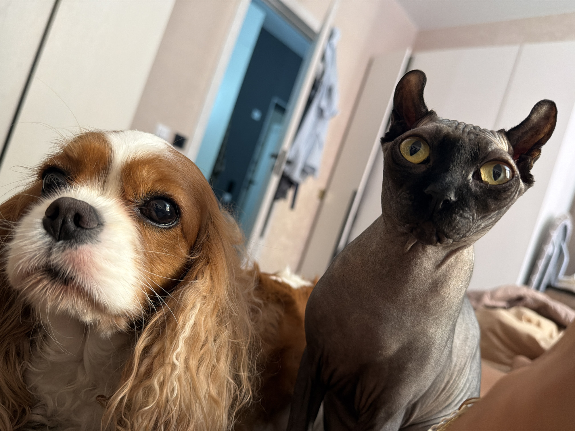 Two pets, a Cavalier King Charles Spaniel and a Sphynx cat, are positioned closely together in the foreground of an indoor setting. The dog, on the left, has brown and white fur and large, dark eyes. Its snout and floppy ears are visible. The Sphynx cat, on the right, is hairless with a wrinkled grey skin and striking yellow eyes. Its ears are large and pointed. The background shows a partially open door leading to a room with light blue walls, and furniture, including a bed with pink and beige bedding. The overall impression is of a casual, domestic environment. This scene is located in an apartment in Razvilka, Russia.