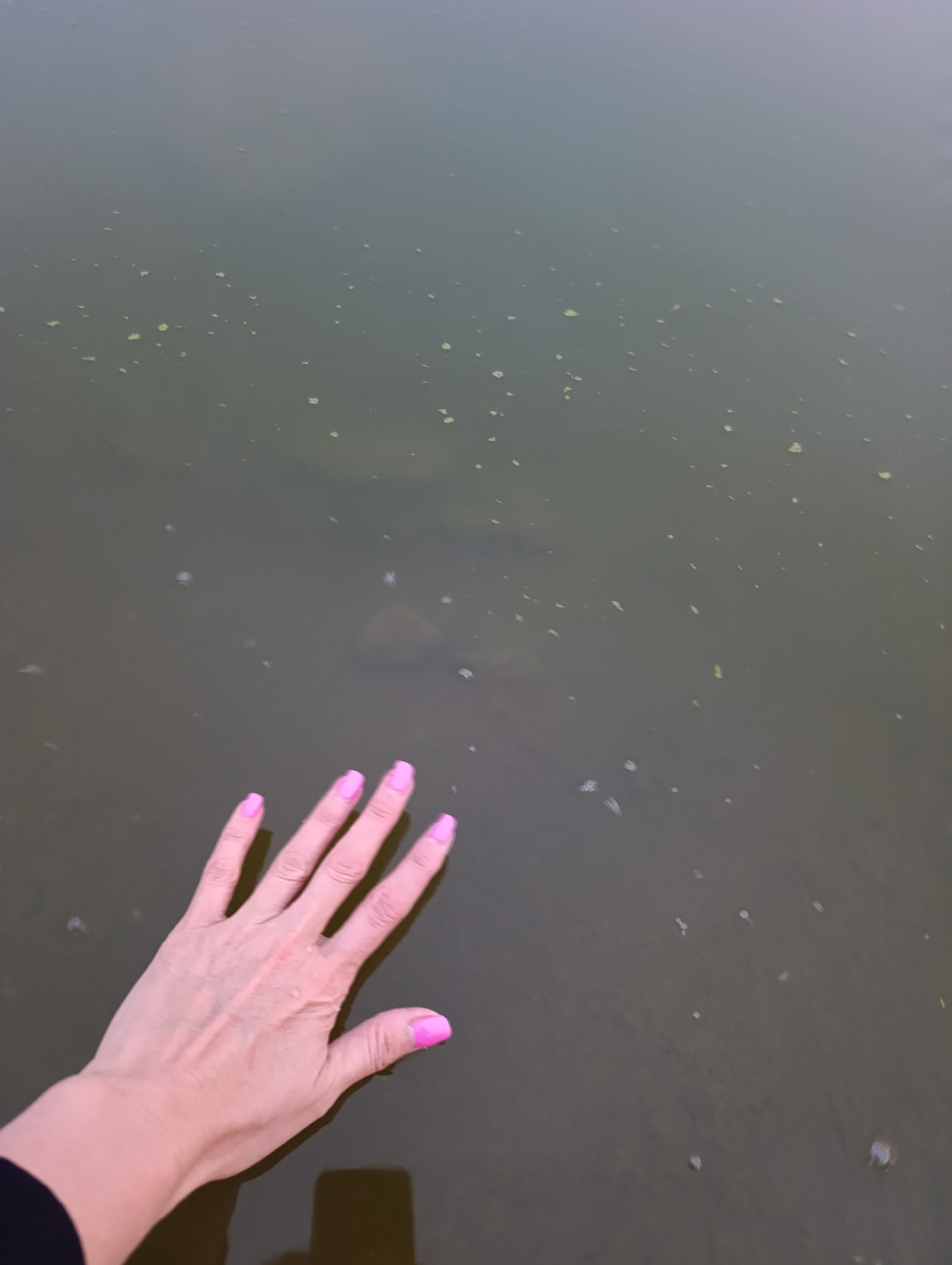 A person's left hand with bright pink nail polish is submerged in murky, greenish-brown water, likely a pond or lake. The water has a surface film with scattered small, light-colored particles, possibly algae or debris. The hand is angled upwards, with fingers slightly spread. A dark shadow of what appears to be a cell phone can be seen reflected in the water below the hand, suggesting the photo was taken from a standing or kneeling position near the water's edge. The background is a blurry expanse of the water, with subtle variations in color and texture. This scene could be located in any natural body of water within Penza, Russia, such as the Sura River embankment, or within one of the city's numerous ponds and lakes, like the one in the Friendship of Peoples Park or the one near the regional clinical hospital.