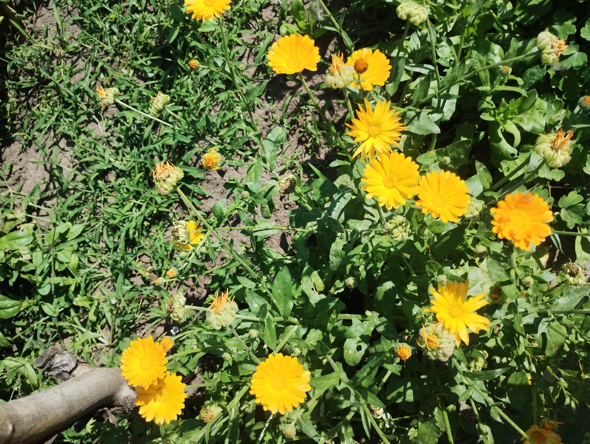 The image shows a cluster of bright yellow calendula flowers in full bloom, interspersed with green foliage and unopened buds. The flowers are diverse in their stage of development, with some fully open and others in various states of closure. The background consists of soil and grass, suggesting an outdoor setting. A portion of a wooden stake is visible on the left side of the image, possibly part of a garden bed or support structure. The lighting indicates it is daytime, with shadows cast by the flowers and foliage. There are no people or animals present in the scene. The overall impression is of a vibrant and natural garden environment. The location is identified as Sumy, Ukraine.