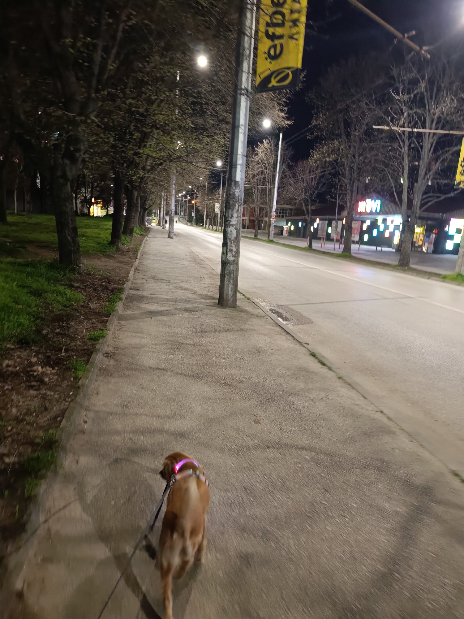 A low-angle shot shows a tan dog with a glowing pink collar and a dark leash, walking on a concrete sidewalk at night. To the left, a row of trees lines the sidewalk and street, with green grass visible below. To the right, a wide road stretches into the distance. Streetlights illuminate the scene, and banners are attached to the light poles. Across the road, there is a building with illuminated signs, notably one that reads "MOVI". The environment suggests this might be in Pleven, Bulgaria, given the signage and general urban setting. The dog is walking away from the viewer, pulling on the leash. The lighting is dim, highlighting the glow of the dog's collar.