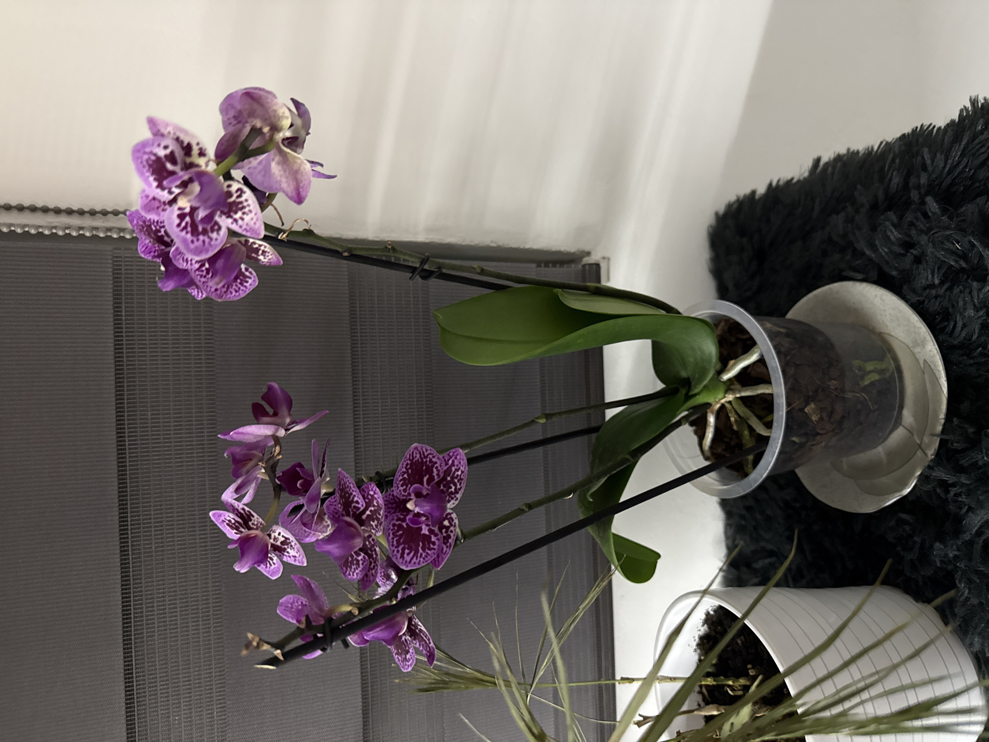 The image shows a potted purple orchid with dark spots, supported by black sticks, standing near a window with closed blinds. The orchid is in a clear plastic pot set inside a white saucer. Behind the orchid, there's a black, fuzzy object. In the lower right corner, there's another plant in a white pot. The background is a white wall.