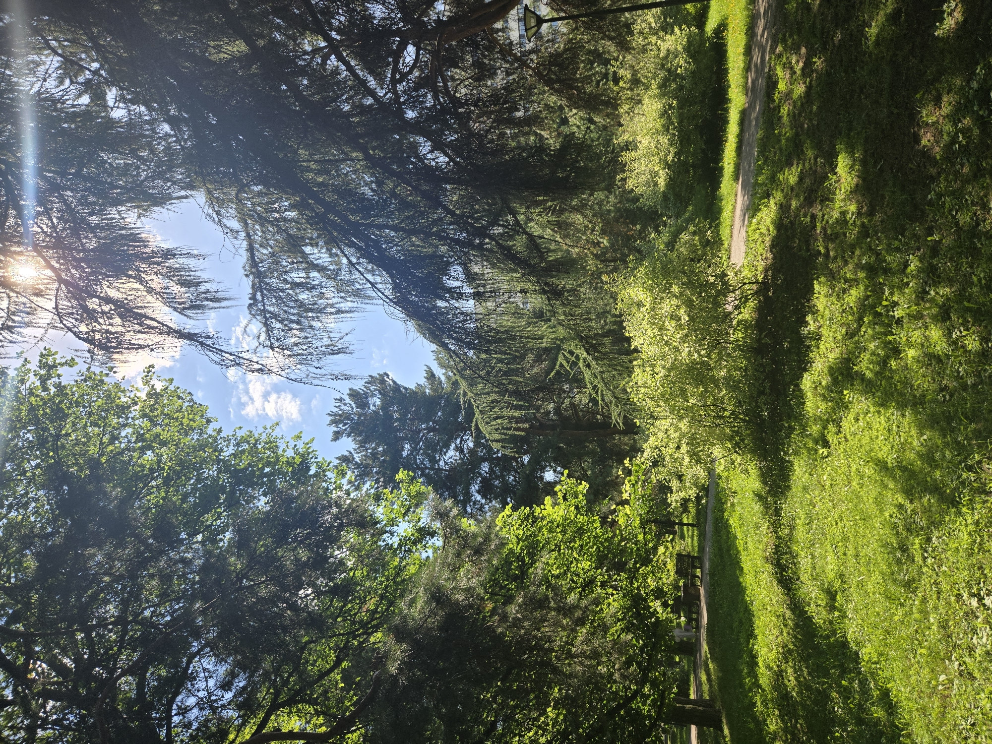 The image depicts a sun-dappled park scene, likely in Moscow, Russia, under a bright, partly cloudy sky. Lush green grass covers the foreground, with shadows cast by the surrounding trees. A winding path meanders through the park, bordered by dense foliage and trees. In the midground, several park benches are visible, suggesting a recreational area. The trees, a mix of deciduous and coniferous species, form a canopy that allows sunlight to filter through, creating a warm and inviting atmosphere. The overall impression is one of a serene and natural setting within an urban environment.