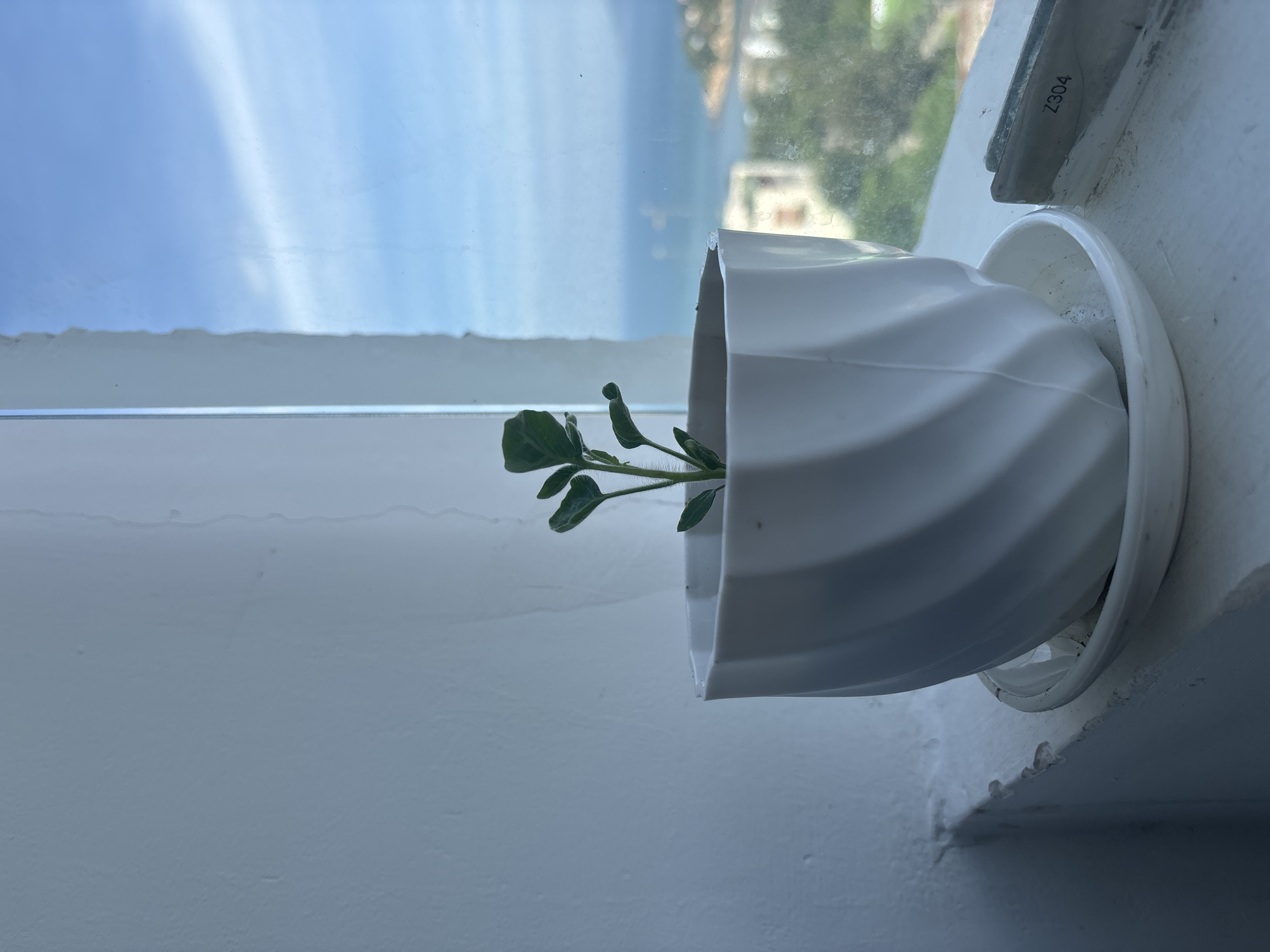 A small, green plant in a white, fluted pot with a matching saucer sits on a white windowsill. The plant has a few leaves and a thin stem. Outside the window, a blue sky with wispy white clouds is visible, with a hazy view of the ocean, coastline, and buildings in the distance. The windowsill appears to be made of painted wood, with some signs of wear and tear. A small, metallic object with the marking "Z304" is partially visible on the right side of the windowsill. The overall scene suggests a quiet, domestic setting with a view of the coast.