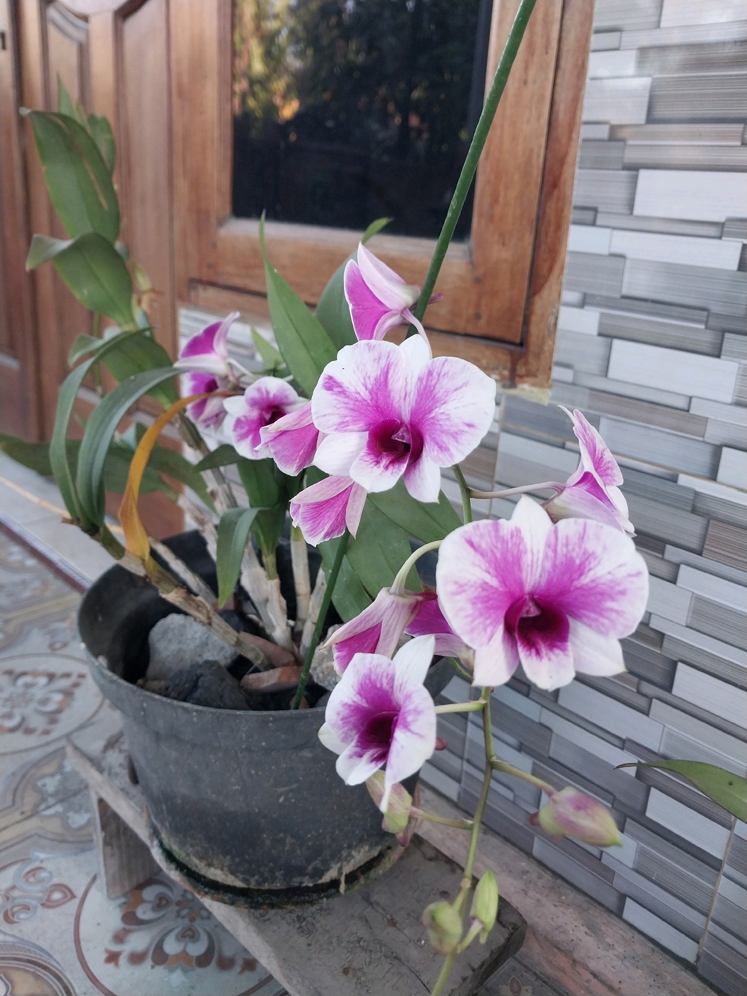 In Nglegok, Indonesia, a potted orchid plant with white and pink flowers is positioned on a wooden plank. The orchid features several blooms in various stages of opening, with prominent pink markings on white petals and a deep pink center. Lush green leaves surround the flowers, and some older, dried leaves are also visible. The plant is in a dark gray pot filled with stones. Behind the orchid, a wooden window frame is visible, reflecting greenery and sky. To the right of the window, a wall is tiled with horizontal rectangular grey and white tiles. The ground beneath the pot is a patterned tiled floor. The overall scene appears to be outdoors, possibly in a garden or on a porch, with natural light illuminating the subjects.