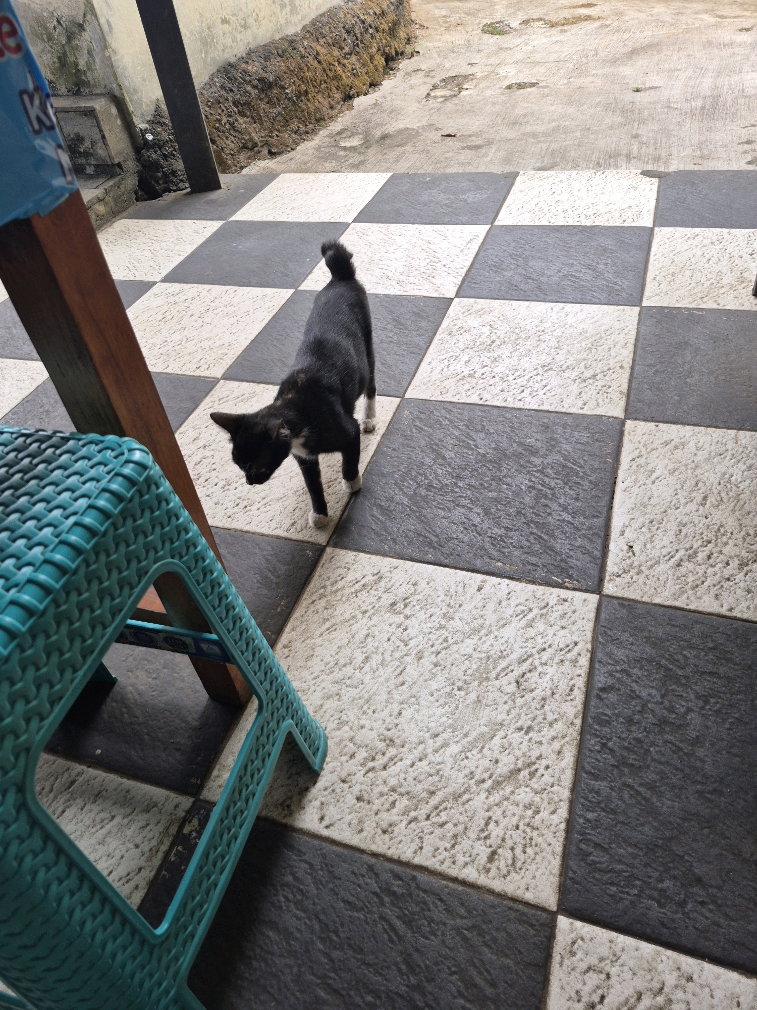 A black cat with white markings on its chest and paws stands on a black and white checkered tile floor. The cat is facing down, looking towards the floor. In the foreground to the left, a portion of a turquoise plastic stool is visible. Behind the stool, a wooden support structure is present. The background shows a concrete walkway and a rough, dirt embankment with some vegetation. The scene appears to be an outdoor patio area.