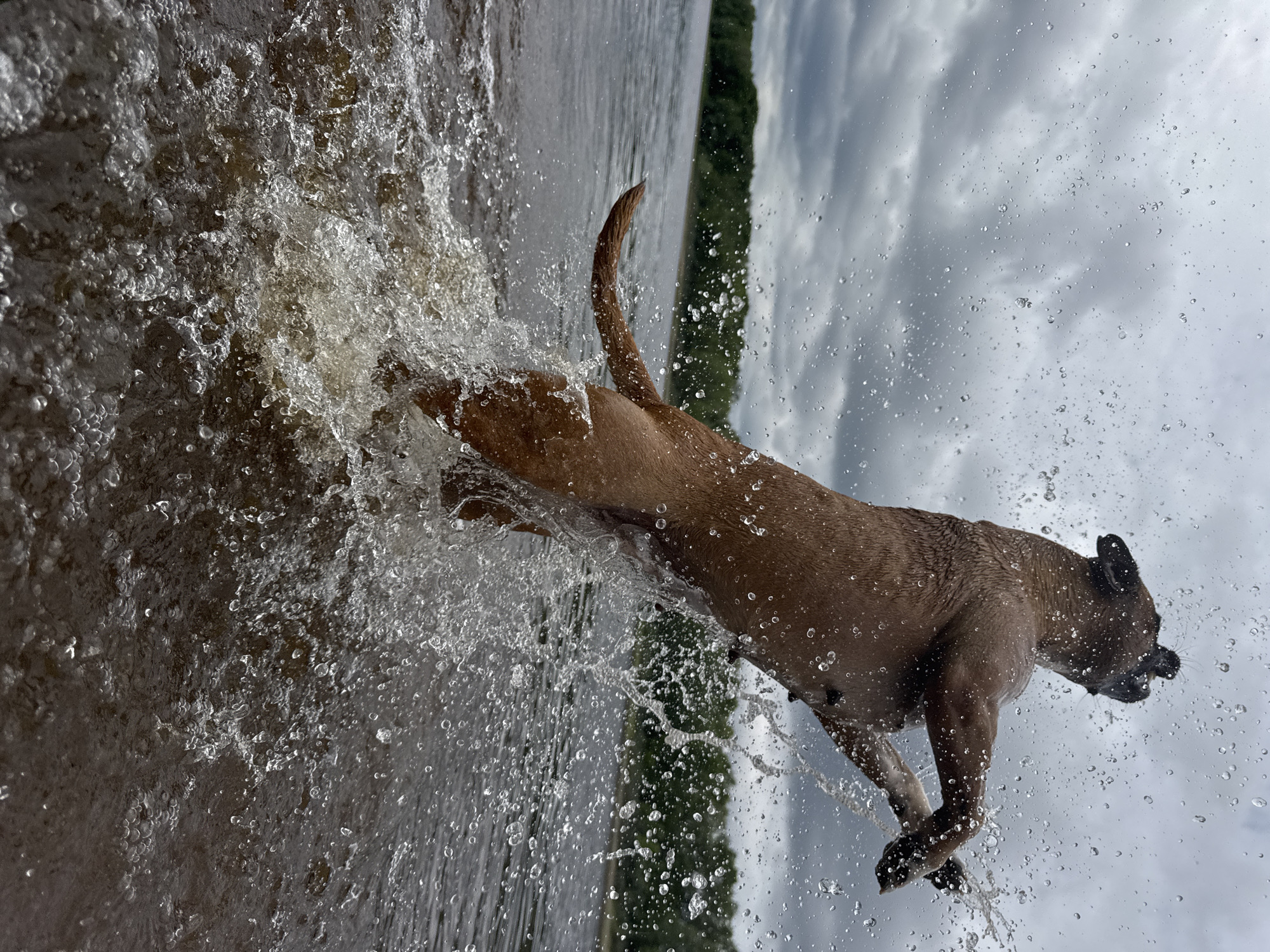 A brown dog is captured mid-leap, jumping out of the water with a large splash. The dog's body is wet, and water droplets are suspended in the air around it. The background shows a body of water with a tree line in the distance under a cloudy sky. The scene appears to be outdoors, likely at a lake or river. The location is the Kama River in Chaikovsky, Russia.