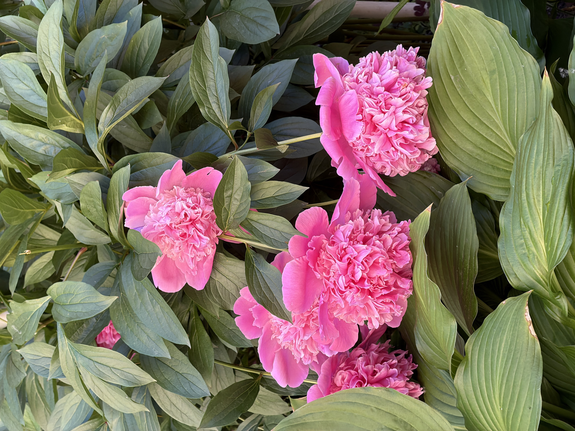 A close-up, top-down shot shows a cluster of vibrant pink peonies in full bloom, interspersed with lush green foliage. The flowers exhibit dense, ruffled petals, with some appearing fully opened and others still in bud. The leaves are broad and glossy, creating a rich green backdrop. The scene is likely a garden or park in Saint Petersburg, Russia, given the characteristic flora. The lighting suggests it's daytime, with sunlight gently illuminating the blossoms and leaves. No people or animals are visible in the frame.