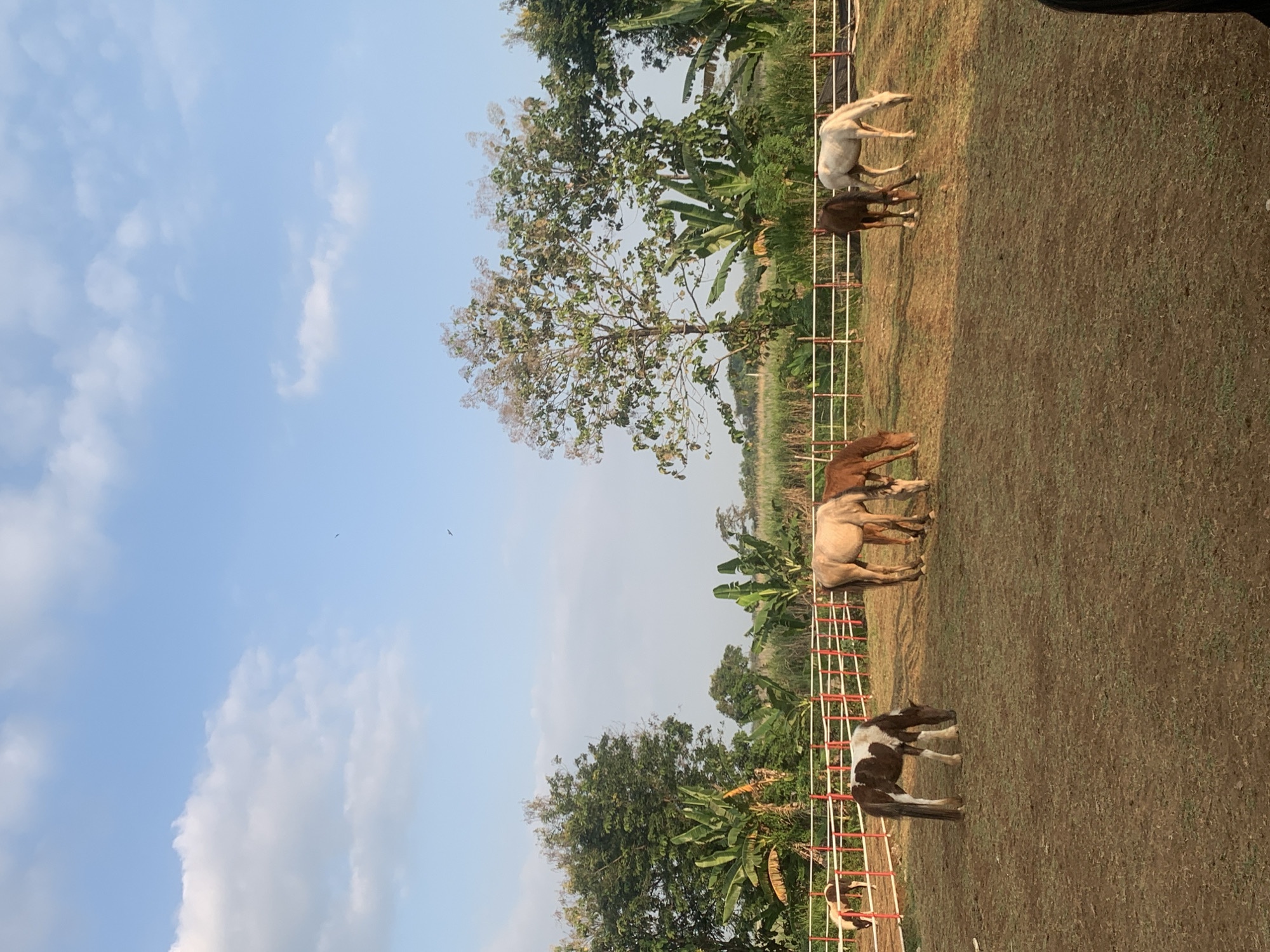 This image depicts an outdoor horse enclosure located in Botok, Indonesia, under a clear blue sky with scattered white cumulus clouds. Two small, dark avian figures are discernible against the sky in the upper right.
The background consists of a dense line of tropical vegetation, including lush green trees and broad-leaved banana plants on the left and center. Towards the center-right, two taller deciduous trees with sparser, lighter-colored foliage are prominent. Beyond the treeline, what appears to be a field of tall grasses or cultivation stretches towards the distant horizon.
A multi-sectioned barrier fence, constructed with white vertical posts and red horizontal rails, runs horizontally across the mid-ground, demarcating the horse enclosure.
The ground within the enclosure is predominantly dry, reddish-brown earth with sparse patches of green grass, suggesting a well-trodden or dry paddock.
Seven horses are visible within the enclosure, all with their heads lowered, appearing to graze. From left to right:
1. A partially visible brown and white pinto horse positioned behind the fence.
2. A prominent brown and white pinto horse, standing sideways, grazing in the left foreground.
3. A light tan or creamy-colored horse grazing towards the center.
4. Adjacent to the tan horse, a darker brown horse also grazes.
5. Further right, another brown horse is grazing.
6. A white or light grey horse is grazing towards the right side.
7. A reddish-brown horse is partially visible behind the white horse on the far right.
No human figures or specific objects other than the fence and natural environment are present in the scene.
