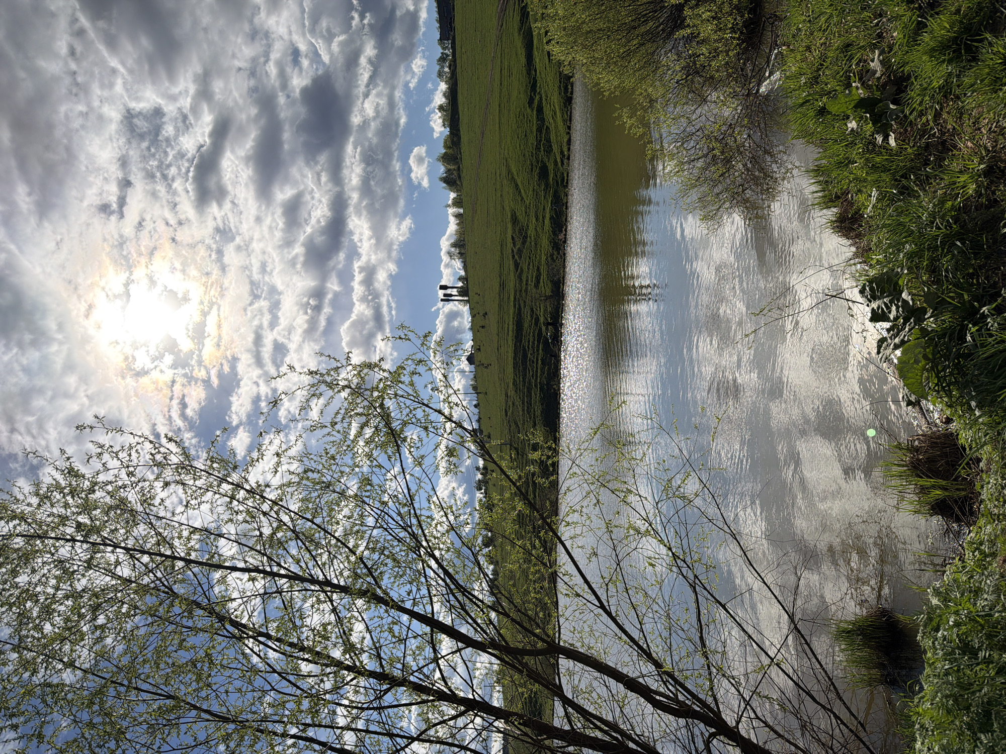 The image depicts a rural scene, likely a water body bordered by grassy terrain and vegetation, situated in Фоки, Russia. The water reflects the sky, which is partially obscured by clouds and sunlight. A tree with sparse foliage is prominent in the foreground. Along the horizon, two tall, thin, possibly metallic structures are visible against the green background. The image is oriented vertically, with the sky at the top and foreground vegetation at the bottom. There are no readily identifiable people or interactions visible.