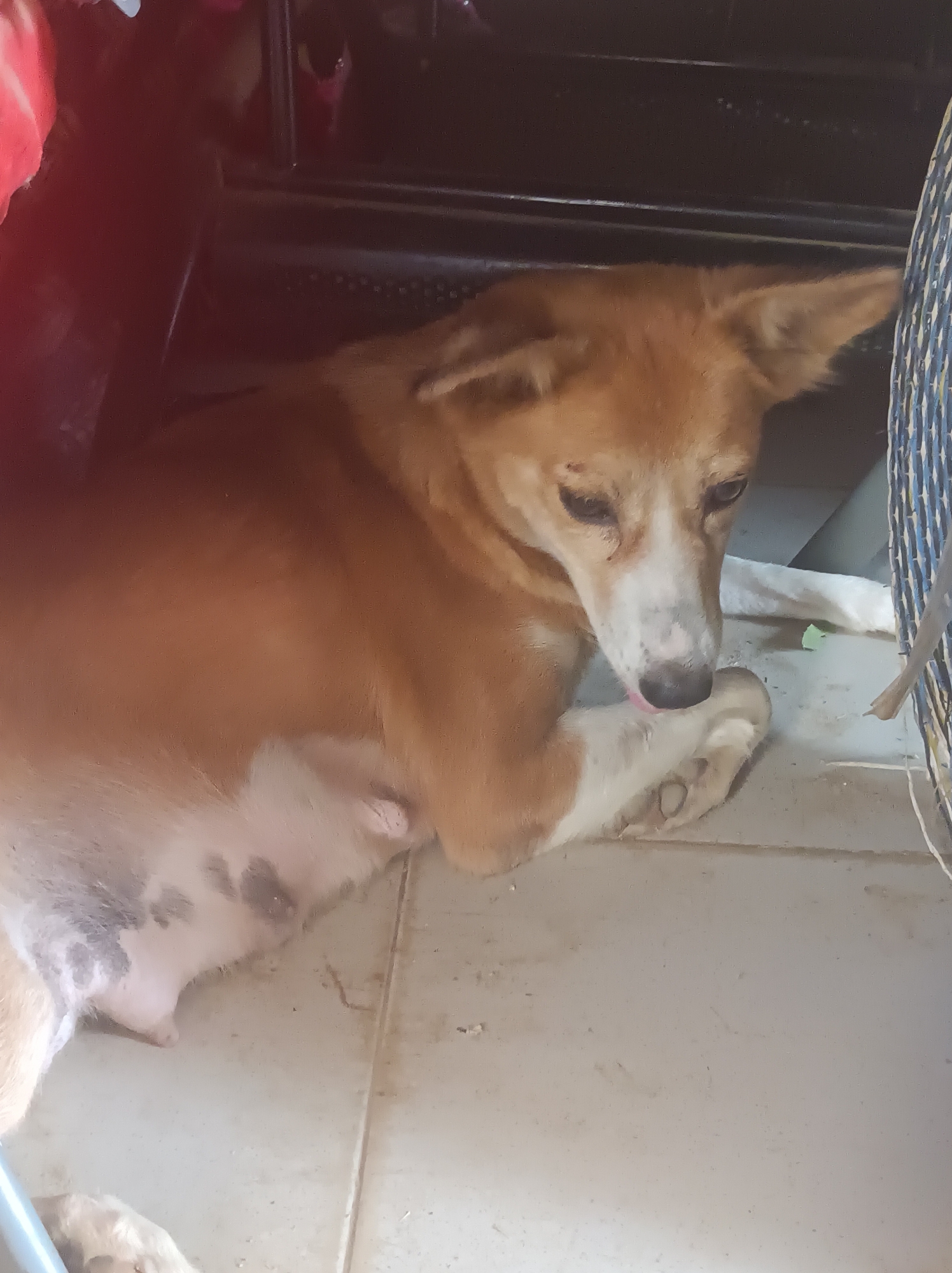 An adult, medium-sized, light brown dog with a white face and white markings on its legs and underside lies on a light-colored, tiled floor. The dog is positioned under or partially under an object that appears dark in color, potentially furniture. The dog is licking its paw. The scene appears to be indoors, with a wicker object visible on the right side of the image. The photograph was taken in Narayi, Nigeria.