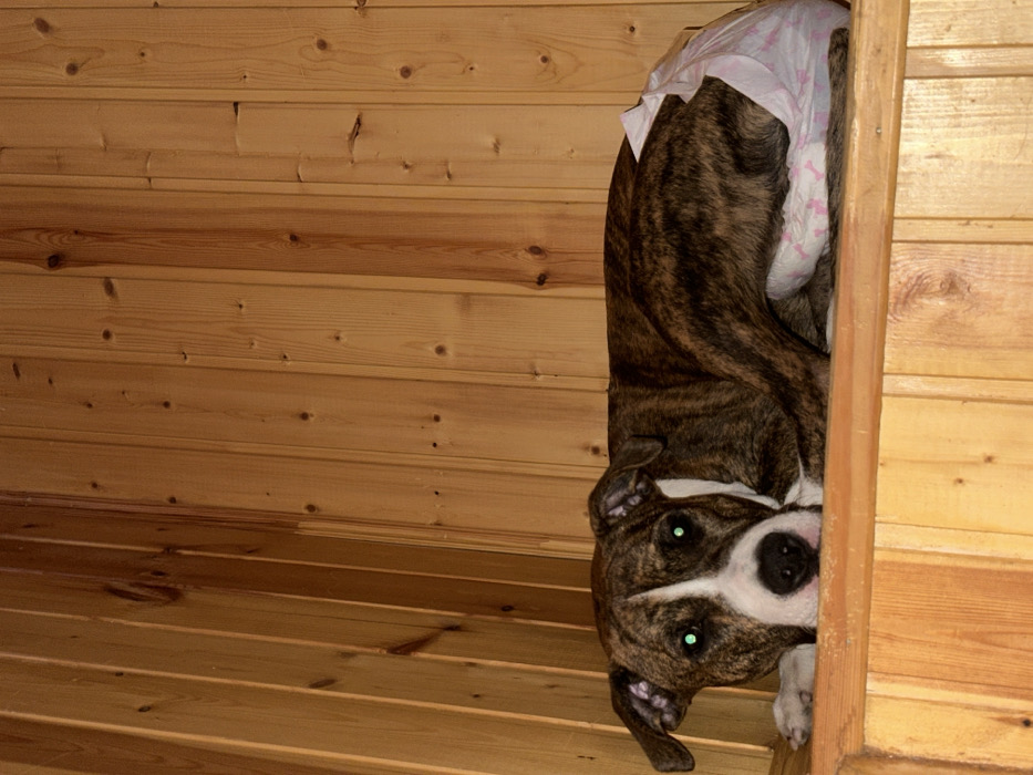 An indoor scene depicts a brindle and white Pit Bull type dog lying prone on a light-colored wooden shelf or bench. The dog's coat is predominantly dark brindle with a white chest, muzzle, and a white blaze extending between its eyes. Its eyes show a distinct greenish reflection, indicative of flash photography. A disposable white diaper, featuring small pink bone and paw print patterns, is secured around the dog's hindquarters. The dog's head is resting on its front paws, and it is looking directly at the camera. The background consists entirely of vertical light brown wooden tongue-and-groove paneling, forming the walls and an interior corner of the room. The specific city location of 3-Y Uchastok, Russia, cannot be determined from the visual information in the image.