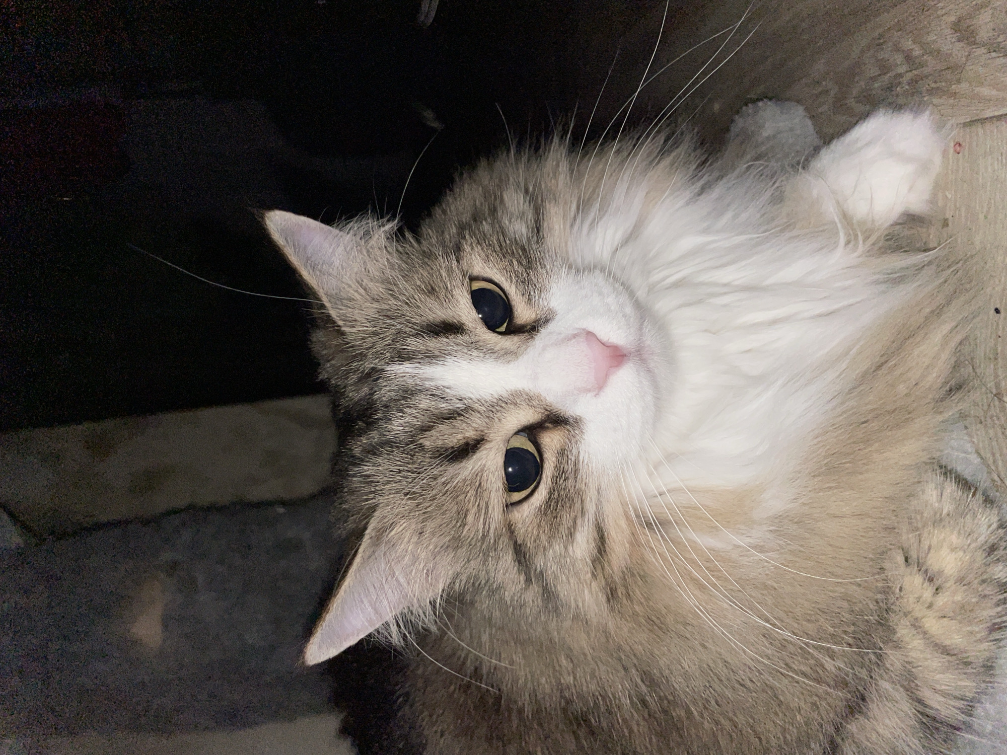 A close-up shot of a fluffy cat with grey and white fur. The cat has a pink nose and dark eyes, and its gaze is directed upwards towards the camera. The background is dark and indistinct, with some wooden flooring visible in the upper right. The location is not discernable from the image.