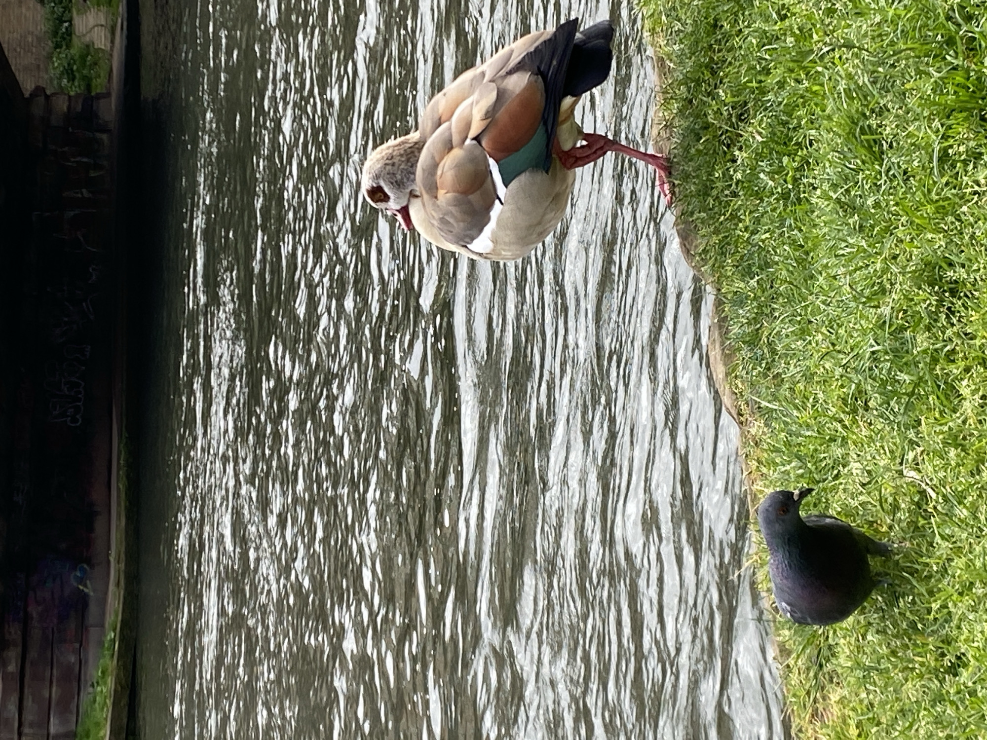 An Egyptian goose stands on one leg along the edge of a grassy bank next to a body of water. A black pigeon stands in the grass to the lower right of the goose. The scene is along a canal, potentially in Strasbourg, France. A dark, potentially brick structure is visible to the left.