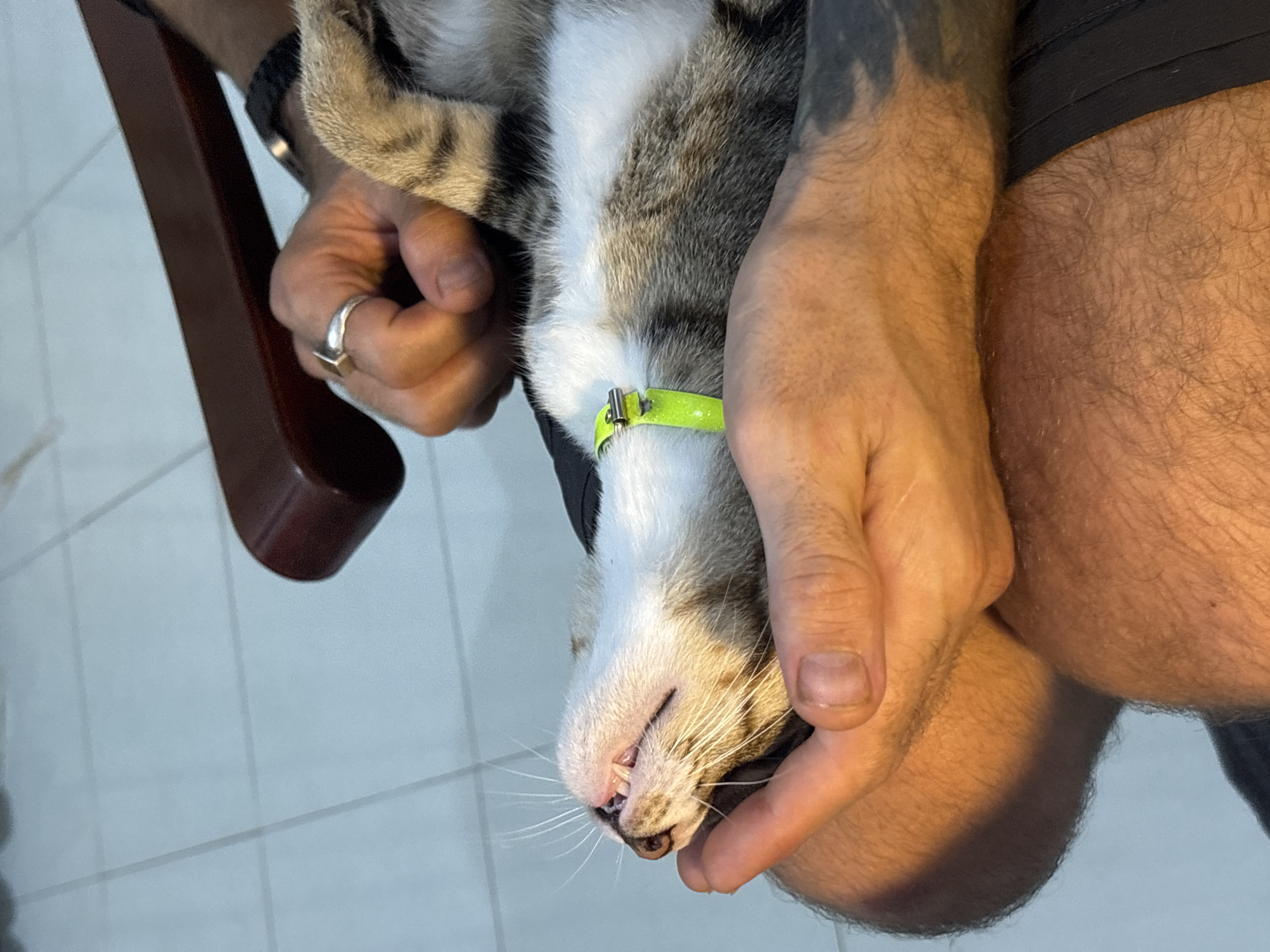 A close-up, medium shot shows a person holding a tabby cat on their lap. The person's tattooed arm is visible, and they are wearing a ring on their right hand. The cat is on its back, with its mouth slightly open, revealing its teeth. The cat is wearing a neon green collar. The background is out of focus and appears to be an indoor setting with a tiled floor and wooden furniture. The lighting is warm, casting shadows on the person's legs and arm.