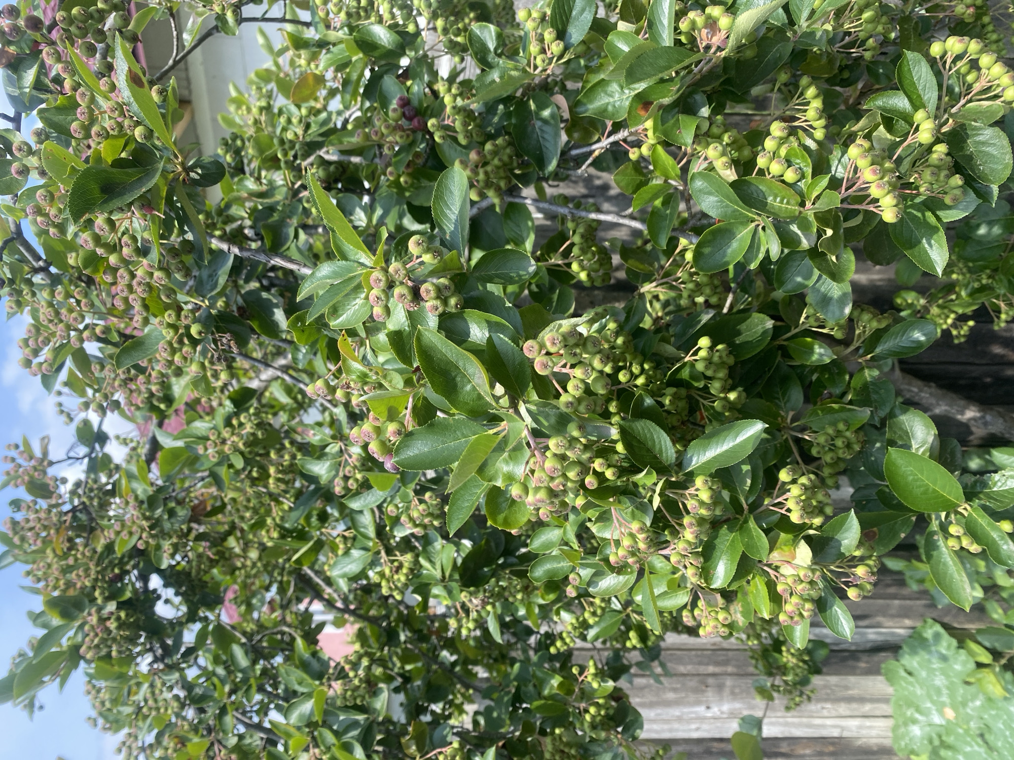 The image shows a close-up of a bush with many small, green berries and some dark purple ones. The bush has lush green leaves. In the background, a weathered wooden fence is visible, and a white building with a pink roof can be seen through the branches. The sky is partly cloudy. The scene appears to be outdoors, likely in a residential area or garden.