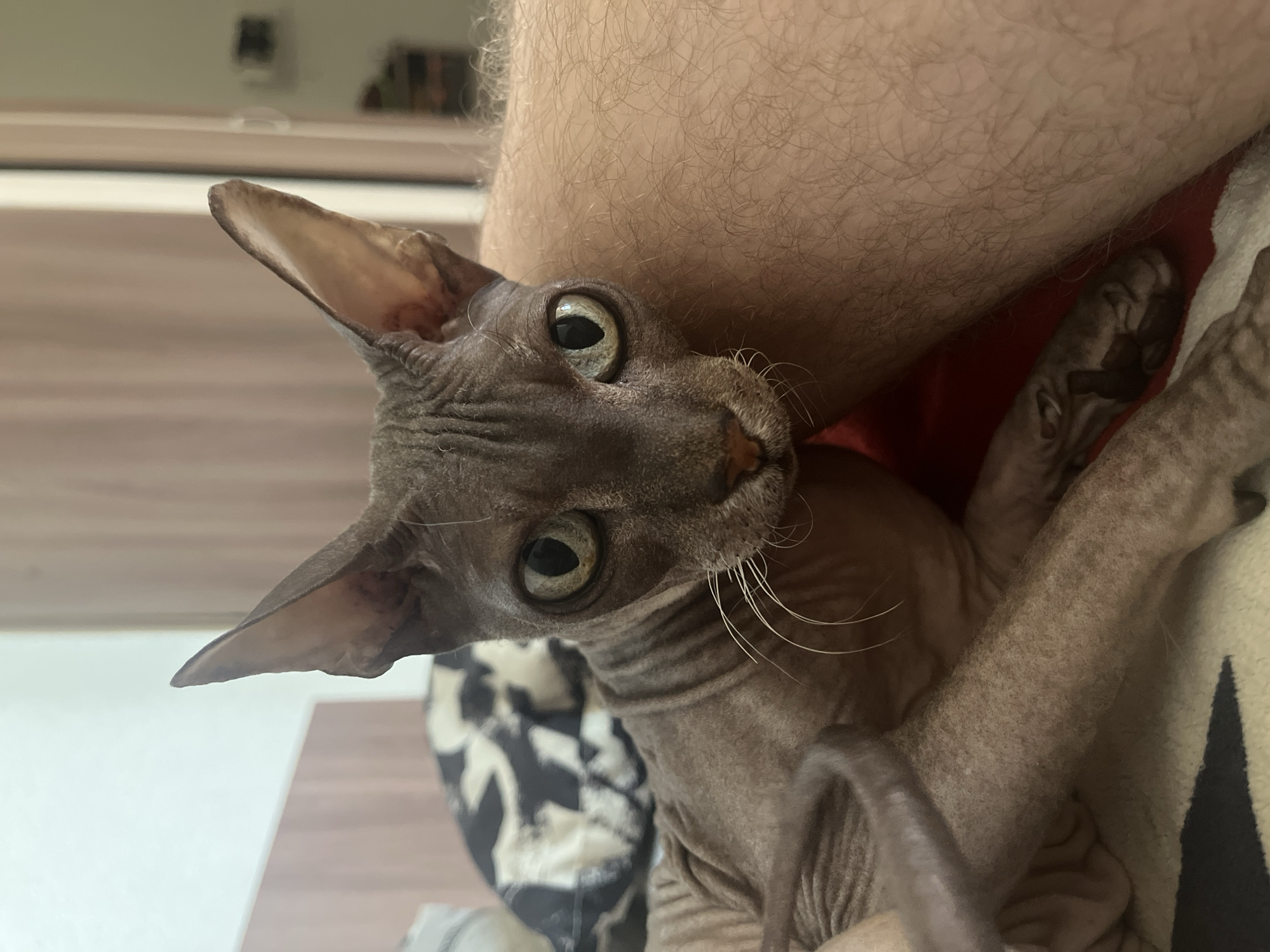 This media file features a close-up, Dutch angle shot of a hairless Sphynx cat. The cat is predominantly gray with distinct wrinkles and large, expressive green eyes that are looking directly at the camera. Its large ears are pointed upwards. The cat is nestled against a person's leg, which is visible in the upper portion of the frame and appears to be hairy. The cat is also resting on a blanket with a black and white patterned design. The background is blurred but suggests an indoor setting with what looks like furniture, possibly a dresser or shelves, and a wall. The lighting appears to be natural, hinting at daytime. There is no visible text in the image. The overall mood is intimate and captures a moment of connection between the pet and its owner. The Sphynx cat's unique appearance and direct gaze are the central focus.