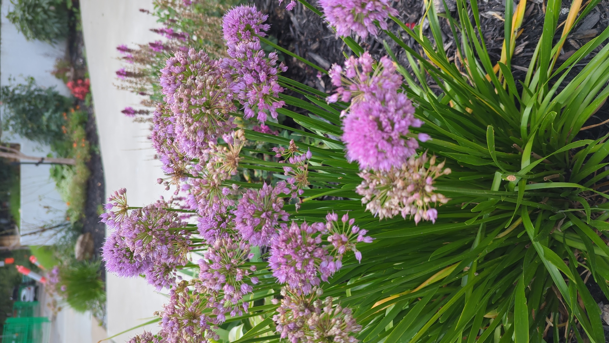 The image displays a cluster of purple allium flowers in the foreground, with their spherical blooms dominating the frame. The flowers are dense and layered, with individual florets visible within each spherical cluster. Green, strap-like leaves emerge from the base of the plant, forming a lush green mass that contrasts with the purple flowers.
In the background, a paved pathway is visible, curving to the right. Beyond the pathway, a landscaped area features dark mulch, low-lying green and reddish foliage, and some taller plants with purple flowers. A white wall or structure is partially visible behind the foliage. Further in the distance, a street scene is hinted at, with construction barriers and orange traffic cones suggesting ongoing work. A vehicle is parked in the far distance.
The overall impression is that of a well-maintained garden or public space within an urban environment. Given the mention of Montreal, Canada, this scene could be located in a park, botanical garden, or a landscaped area along a public street in the city. The presence of construction elements indicates a potential area of development or renovation.