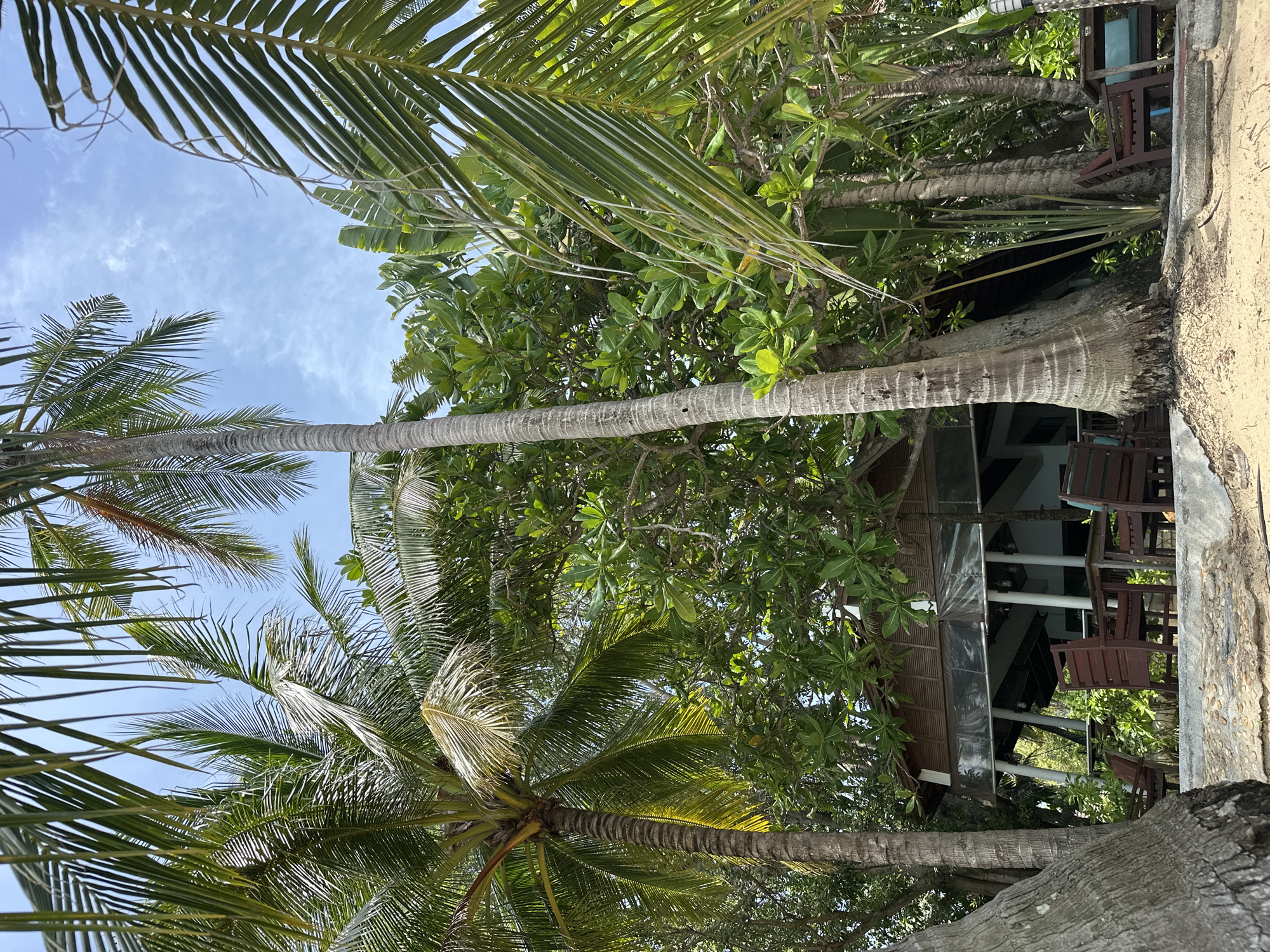 This is a low-angle, eye-level shot of a tropical beach scene on the island of Ko Samui, Thailand. In the foreground, a large, textured palm tree trunk dominates the left side of the frame, with sandy ground and scattered debris at its base. Behind it, a wooden building with a sloping roof is partially obscured by lush green foliage and several palm trees. The building appears to be a restaurant or open-air dwelling, with a covered patio area furnished with several dark wooden chairs and tables. The background features more dense tropical vegetation and a bright blue sky with scattered white clouds. The overall impression is one of a relaxed, natural, and inviting beachside setting.