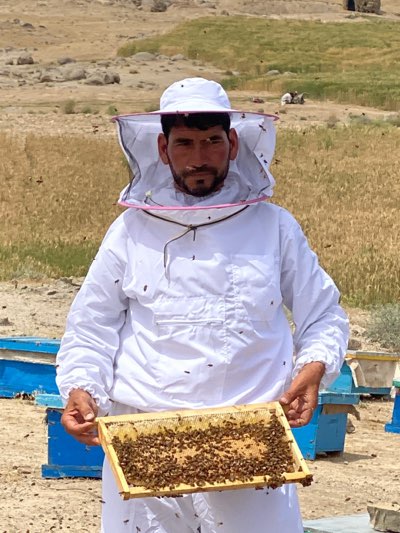 In Mansurabad, Afghanistan, a man wearing a white beekeeper suit with a net-veiled hat stands outdoors, surrounded by scattered honey bee hives painted blue. He holds a wooden frame covered in honeybees. The background shows a dry, grassy field with rocky hills.
