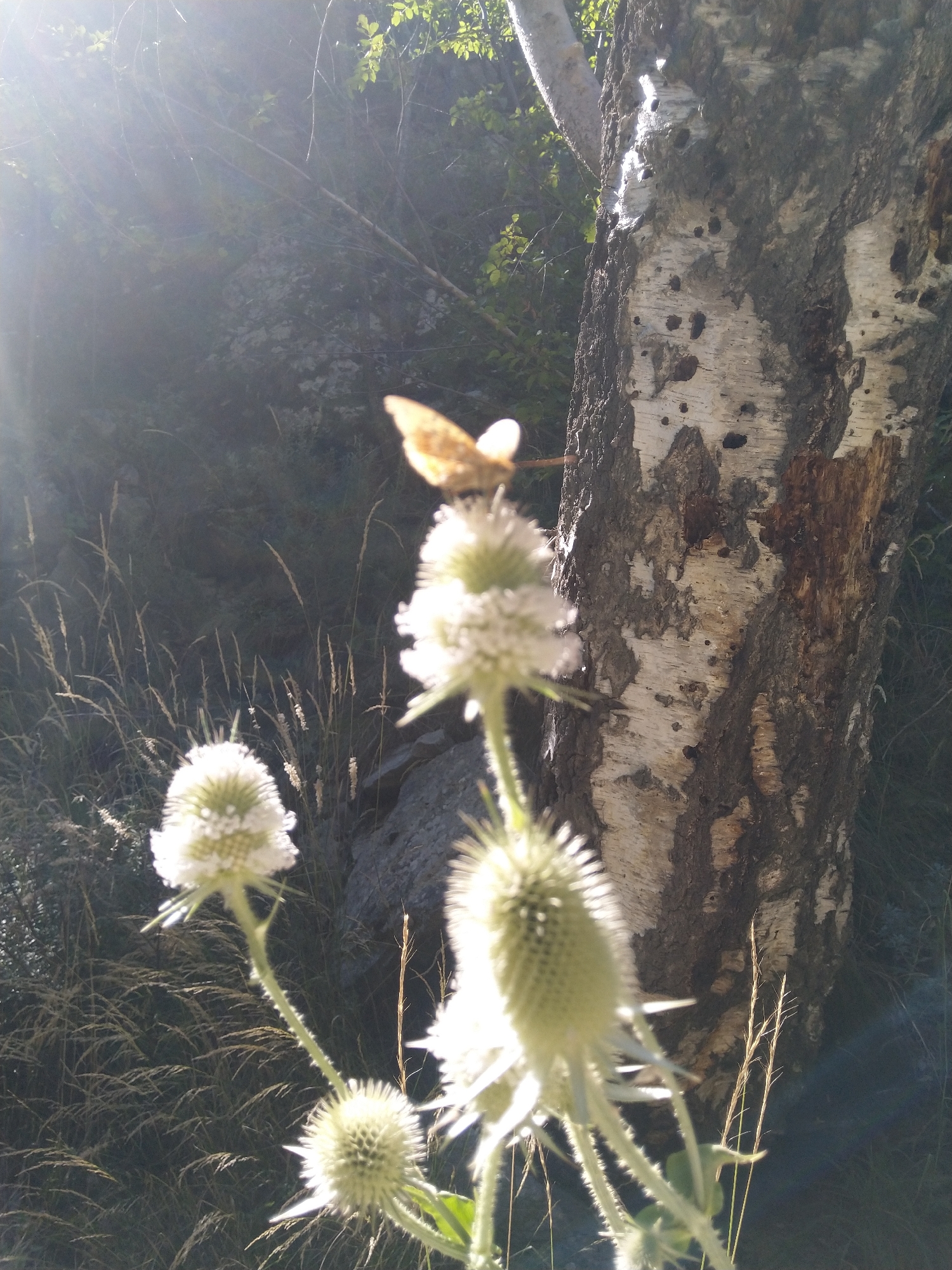 In the city of Garliano, Bulgaria, an outdoor scene captures a close-up view of several prickly thistle flowers in the foreground, their pale green buds covered in sharp spines. Sunlight streams from the upper left, casting a lens flare across the image and highlighting the delicate texture of the flowers. A single, light brown butterfly with visible wings is perched on a flower in the upper center of the frame. Behind the flowers, the textured bark of a birch tree trunk is prominent on the right side, showing patches of white and dark brown, with numerous small holes. The background is a blur of dappled green foliage and the muted tones of a rocky, shaded area, with thin blades of dry grass adding further texture to the midground. The overall impression is one of a natural, sunlit environment with a focus on botanical elements and insect life.