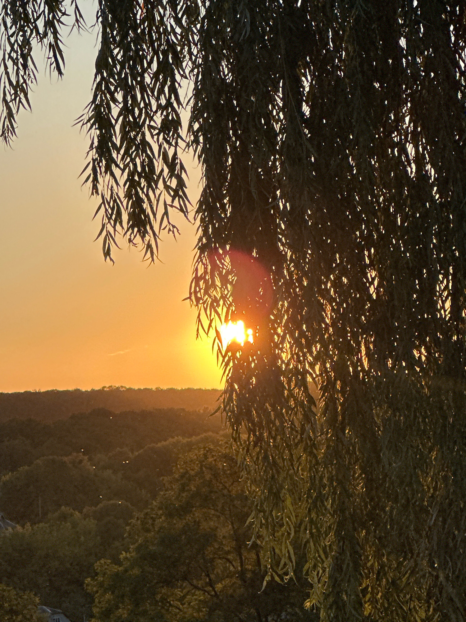 The image captures a sunset scene over the city of Makiv, Ukraine. In the foreground, the drooping branches and leaves of a willow tree obscure much of the view, allowing slivers of the setting sun to filter through. The sun appears as a bright, orange orb positioned to the right of the frame, casting a warm glow and creating lens flare effects. Beyond the tree, a rolling landscape of hills and trees is visible, silhouetted against the bright orange and yellow gradient of the sky. Several small, dark shapes, possibly birds, are scattered across the middle ground. In the lower left corner, a glimpse of a grey roof and part of a structure can be seen, suggesting the presence of human habitation within the broader rural or semi-rural environment.