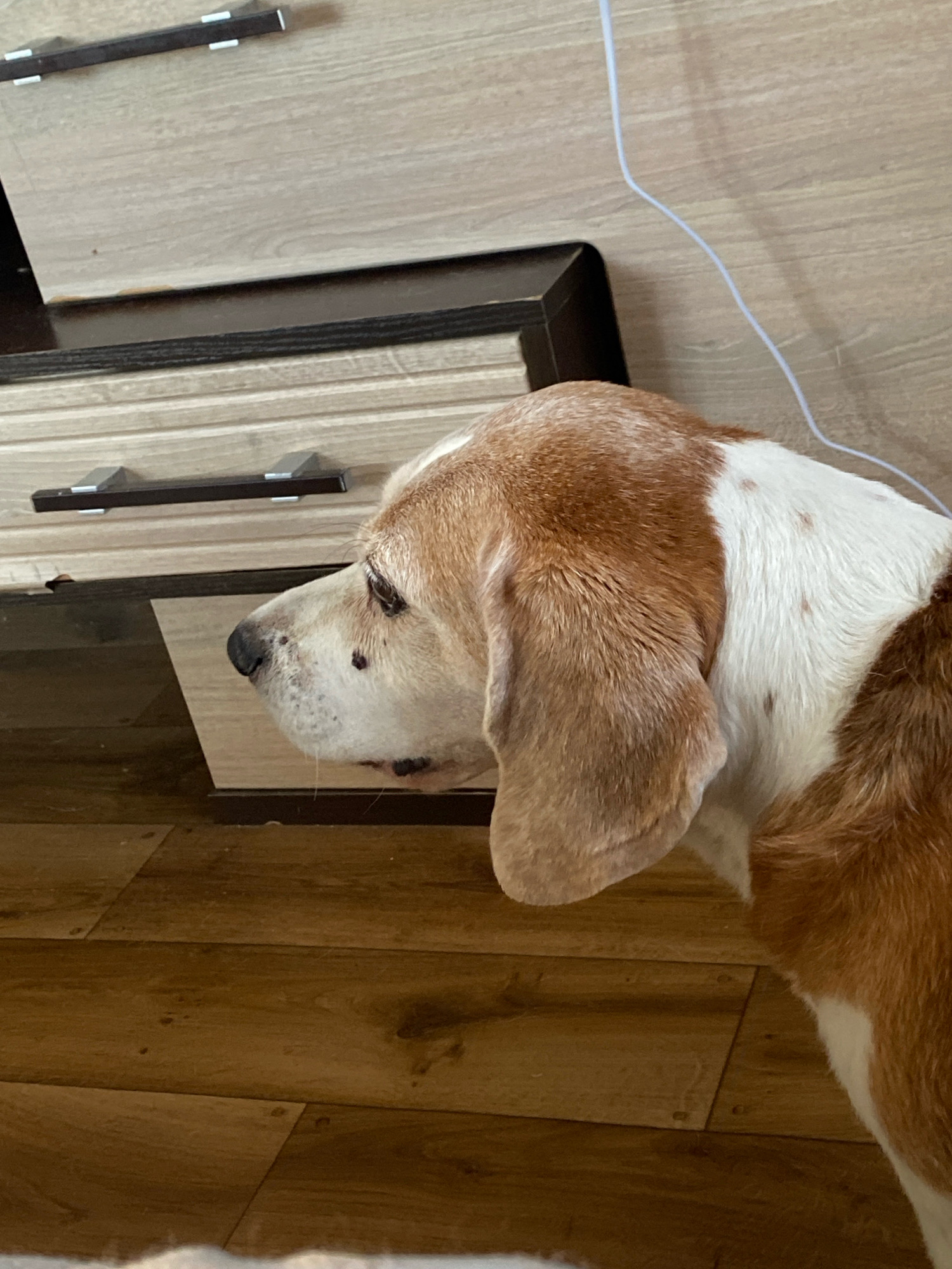A medium shot shows the profile of a beagle dog from the nose to the back of its head. The dog is looking to the left. The dog has tan and white fur with some brown spots on its nose and face. The dog's left ear is visible and hangs down. The dog is standing on a wooden floor. Behind the dog is a dark brown and light wood-grain dresser with two drawers. A white cable runs from the top right of the image down towards the dresser. The scene is indoors. The image was taken in the city of Chornomorsk, Ukraine.