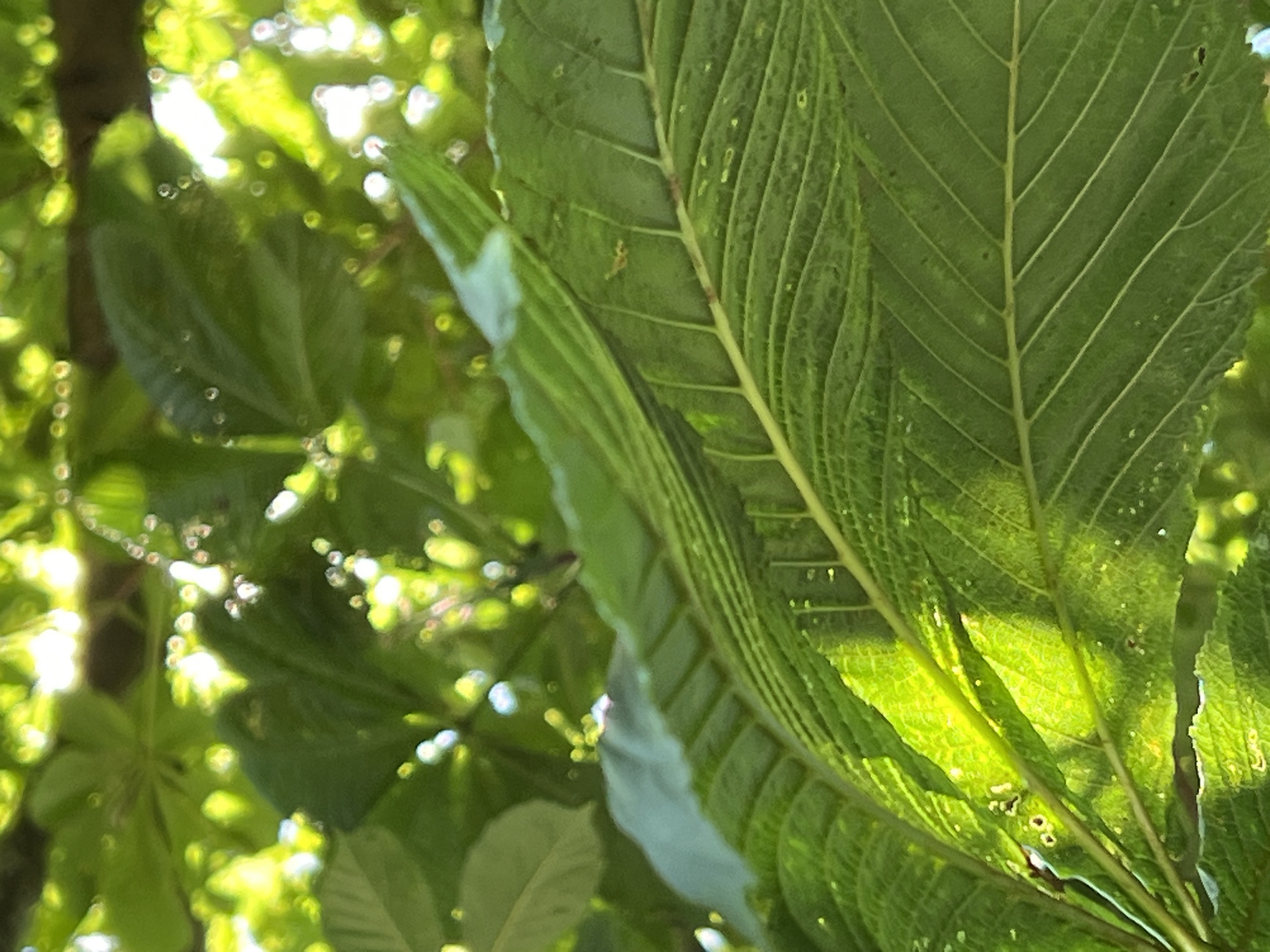 A close-up, low-angle shot captures large, vibrant green leaves illuminated by sunlight filtering through a canopy of trees. The leaves are the primary subjects, with prominent veins and a textured surface visible, especially on the leaf in the foreground, which is angled diagonally from the bottom right to the top left. Some smaller, out-of-focus leaves and branches form the background, creating a dappled effect with bright highlights and dark shadows. Small, circular bokeh highlights are scattered throughout the background, suggesting sunlight shining through foliage. In the center of the right foreground leaf, a tiny, light-brown spider is visible. The overall impression is one of lush, natural greenery. The lighting suggests it is daytime, likely sunny. The context provided places this scene in Mountcharles, Ireland. No text is visible in the image.