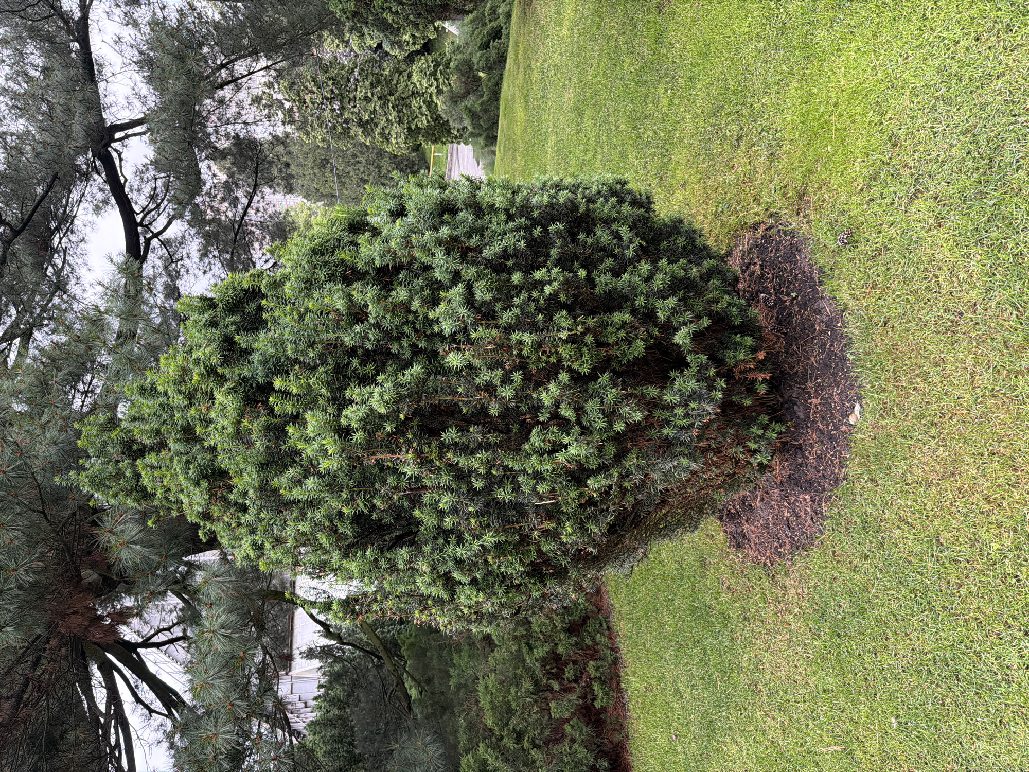 An outdoor, eye-level, medium shot captures a dense, oval-shaped evergreen shrub situated in the center of a well-maintained lawn. The shrub, a rich green, is surrounded by a dark brown mulch bed. The lawn is predominantly green, with patches of slightly dry or yellowing grass.
In the background, mature pine trees with long, needle-like leaves arch overhead, their branches casting shadows on the scene. Behind the pines, other evergreen trees and shrubs are visible, creating a layered effect. A glimpse of a paved surface, possibly a road or pathway, can be seen between the trees, suggesting a park or garden setting. The sky above is overcast.
The image does not contain any people, animals, or discernable actions. The overall environment appears to be a tranquil, vegetated area, likely a public park or private garden. There is no indication of the specific location in Kyiv, Ukraine, beyond it being an outdoor, green space.