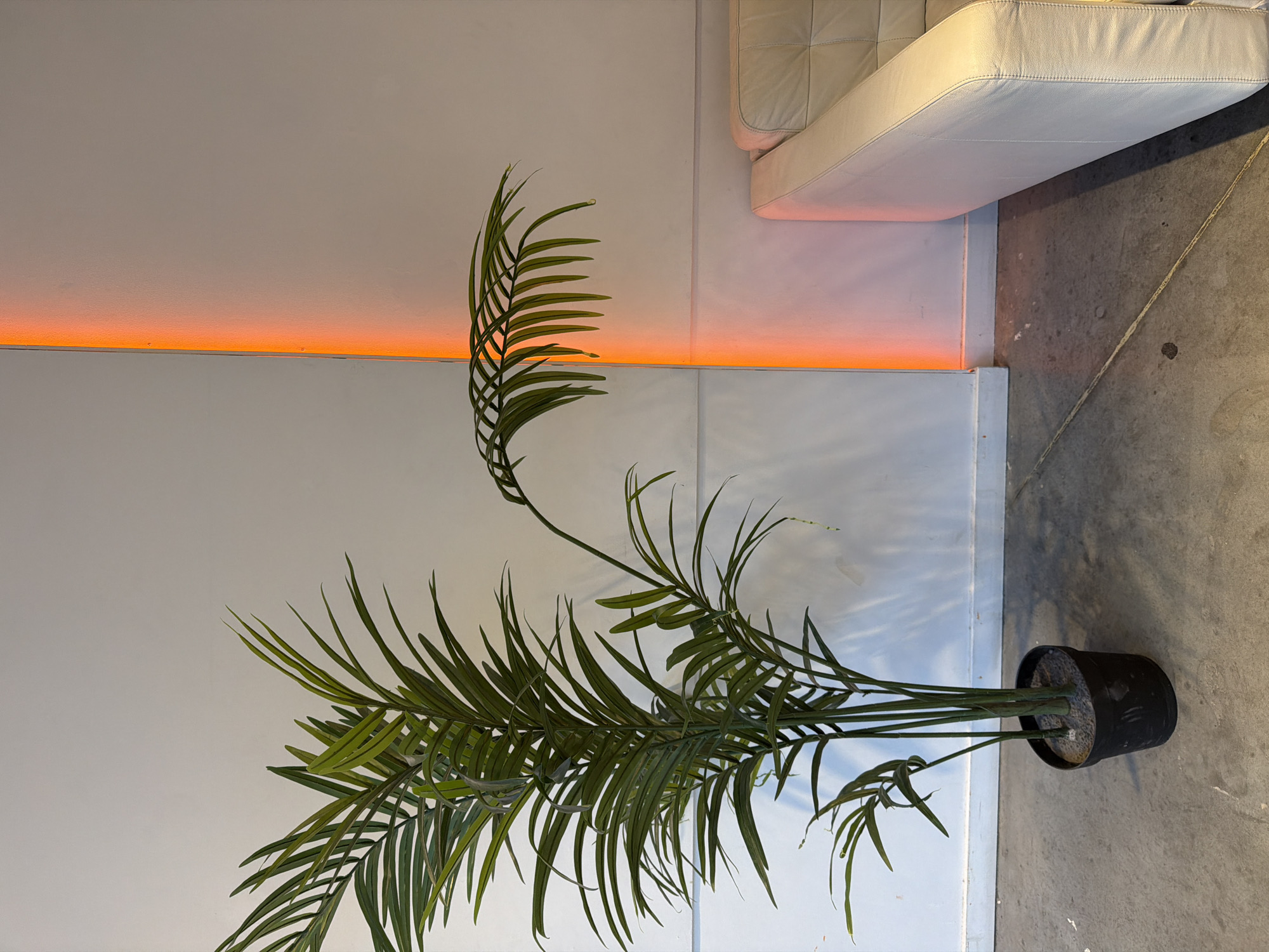 The image shows a corner of an indoor space, likely an apartment or office, with a minimalist aesthetic. In the foreground, a tall, artificial palm plant in a black pot stands on a grey concrete floor. The plant has long, slender green leaves that fan out. To the right of the plant, a section of a white, tufted leather couch is visible. The background consists of a plain white wall, with a vertical strip of bright orange light emanating from a fixture along the corner where the wall meets another section of wall. The lighting creates a subtle gradient on the wall. The overall scene is static and devoid of human presence. The location is not specified within the image, nor is there any visual information to suggest it is in Yekaterinburg, Russia.