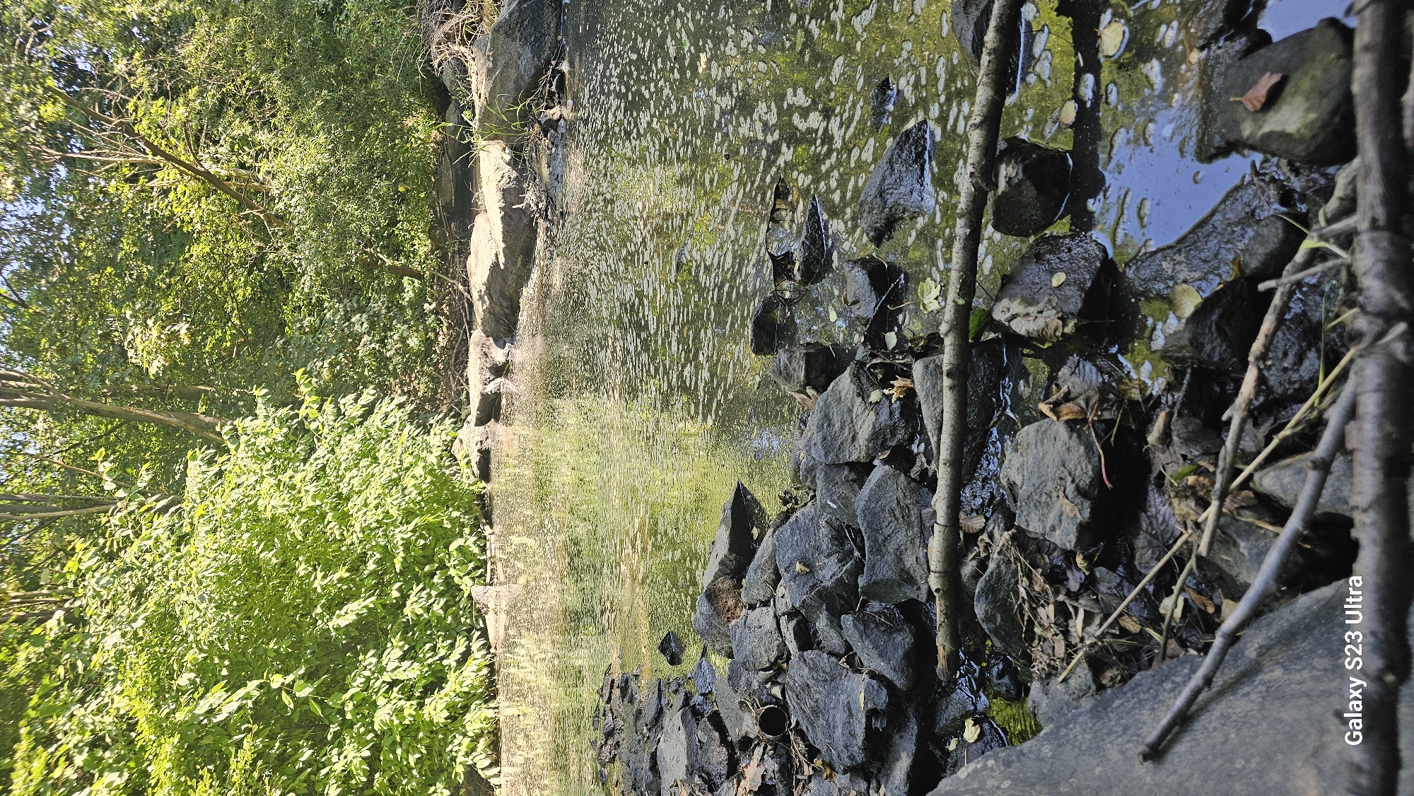 The image depicts a shallow body of water, possibly a stream or pond, surrounded by lush green vegetation and trees. The water is partially obstructed by dark, wet rocks and fallen branches in the foreground and along the edges. The surface of the water is disturbed, with ripples and a scattering of small, white bubbles. Sunlight filters through the leaves, creating dappled reflections on the water's surface. The overall scene suggests a natural, outdoor environment.