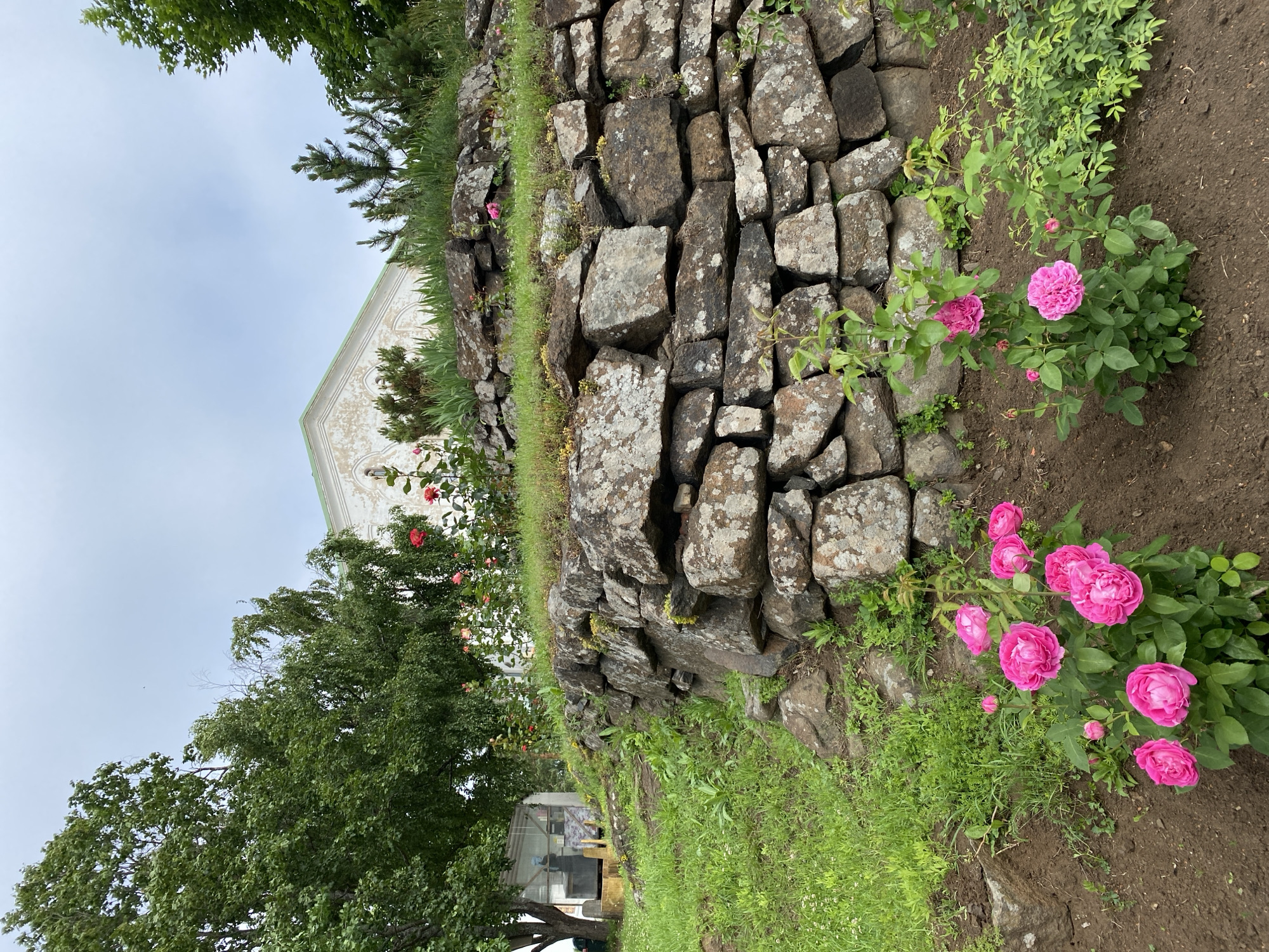 The image depicts a garden setting on the island of Valaam, Russia, likely within the grounds of the Valaam Monastery or its surrounding area. A rough stone wall, constructed from various-sized rocks with some moss growth, dominates the mid-ground and right side of the frame. Behind the wall, a building with white walls and a light-colored roof is visible, featuring decorative architectural elements. Several evergreen trees and some bushes are situated atop and behind the stone wall, interspersed with grass and other greenery. In the foreground, a patch of dark soil is home to a rose bush bearing several vibrant pink roses in various stages of bloom, along with smaller buds. To the left, a grassy slope leads up towards a large tree with dense green foliage, and further back, a small greenhouse or shed structure can be seen. The sky is overcast with a pale, diffused light. The overall scene conveys a sense of natural beauty and tranquility, likely a cultivated garden space.
