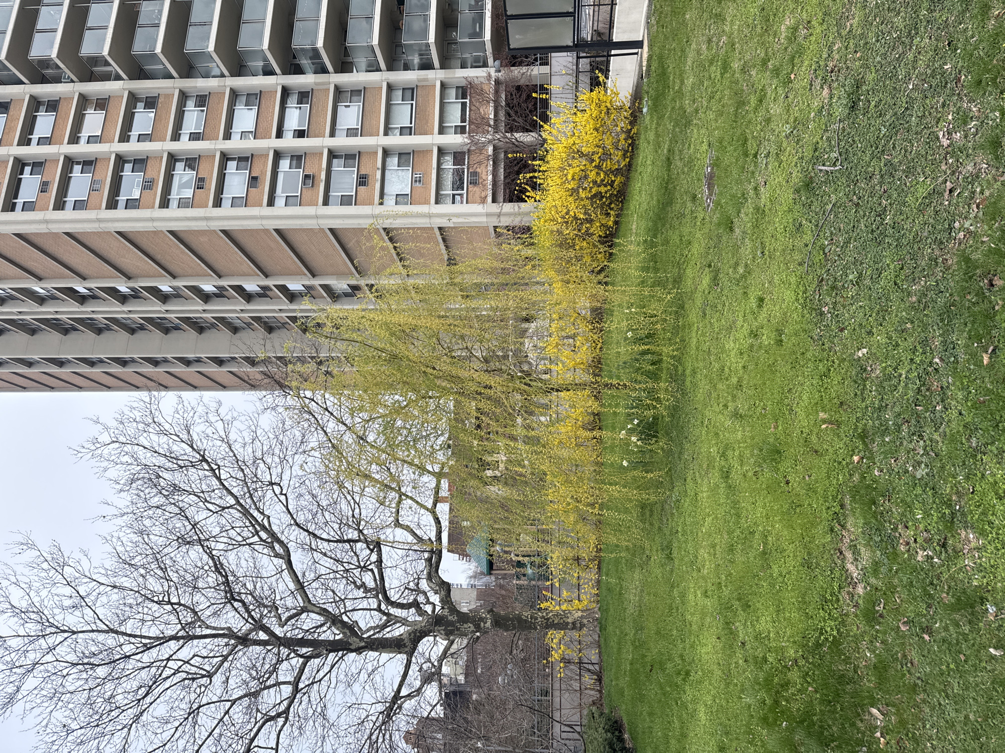 The image depicts a park scene in New York City, United States. A tall apartment building dominates the background, constructed of brick and concrete, with rows of windows and overhanging balconies. In the foreground, a large tree with bare branches stands to the left, while a weeping willow with yellow-green foliage droops gracefully towards the ground in the center. A bright yellow forsythia bush is visible to the right of the weeping willow. The ground is covered with green grass and some patches of ground cover. A fence can be seen in the midground, behind the trees. The sky is overcast and gray.