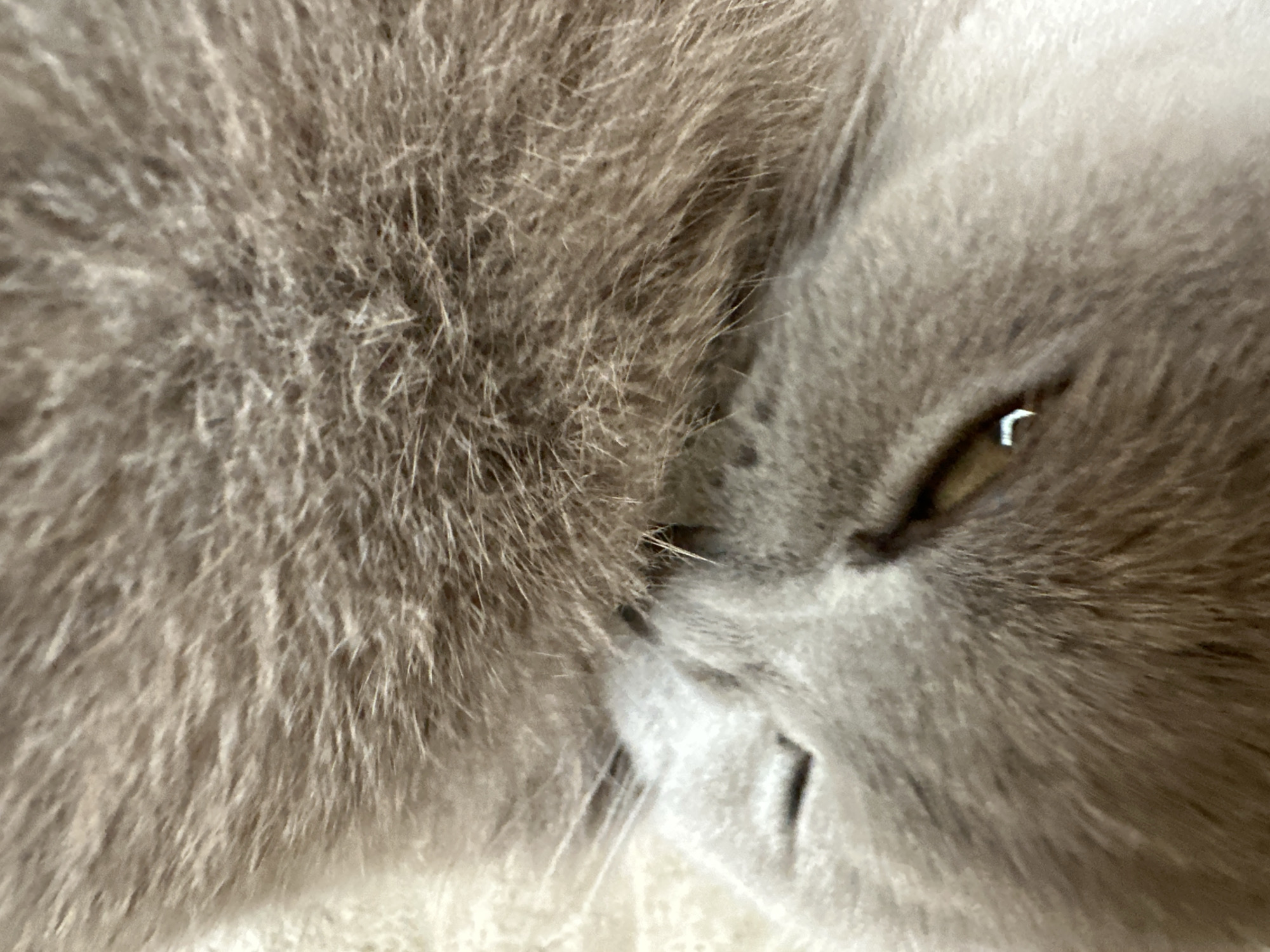 The image is a close-up shot of a gray cat. The cat is lying down with its face turned to the right. The eye is partially open, revealing a yellow iris. The fur is dense and fluffy, particularly on the left side of the image. There are no people, city location, or other objects visible. The environment is obscured by the close-up focus on the cat.