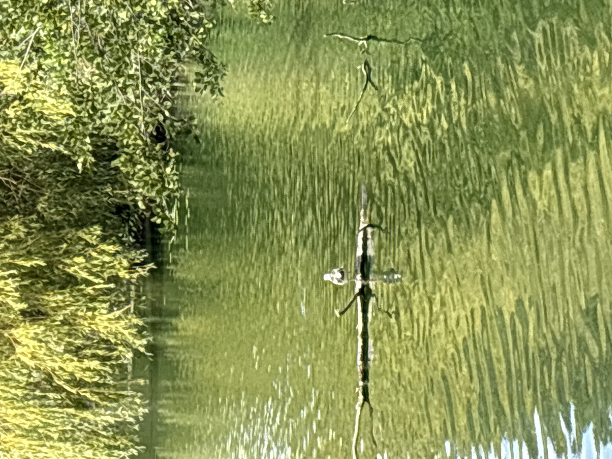 A small, white and black bird stands on a submerged branch in calm, green water. The water reflects the dappled sunlight and the green foliage from overhanging trees. The trees appear to be weeping willows, with long, hanging branches creating a canopy over the water. The scene is peaceful and natural, with no signs of human activity. The location is the River Chelmer in Chelmsford, United Kingdom.